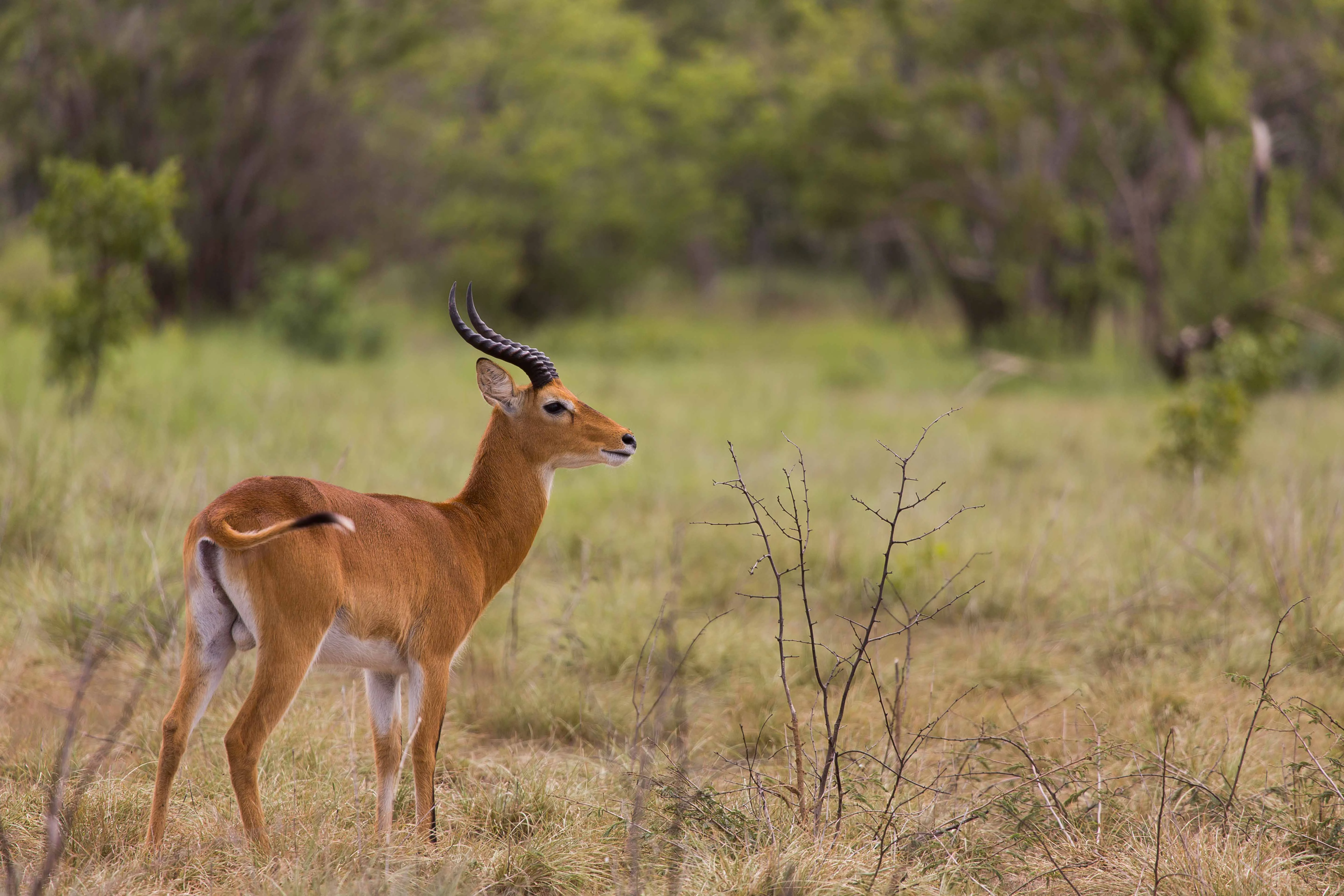 Un antílope kob macho con cuernos en forma de lira de pie en un campo de hierba seca con árboles al fondo.