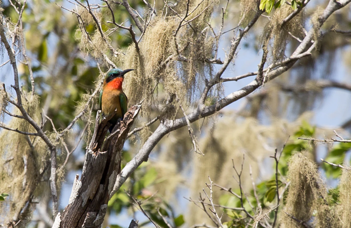 A small bee eater bird with a red throat and blue crown perched on a lichen-covered tree branch.