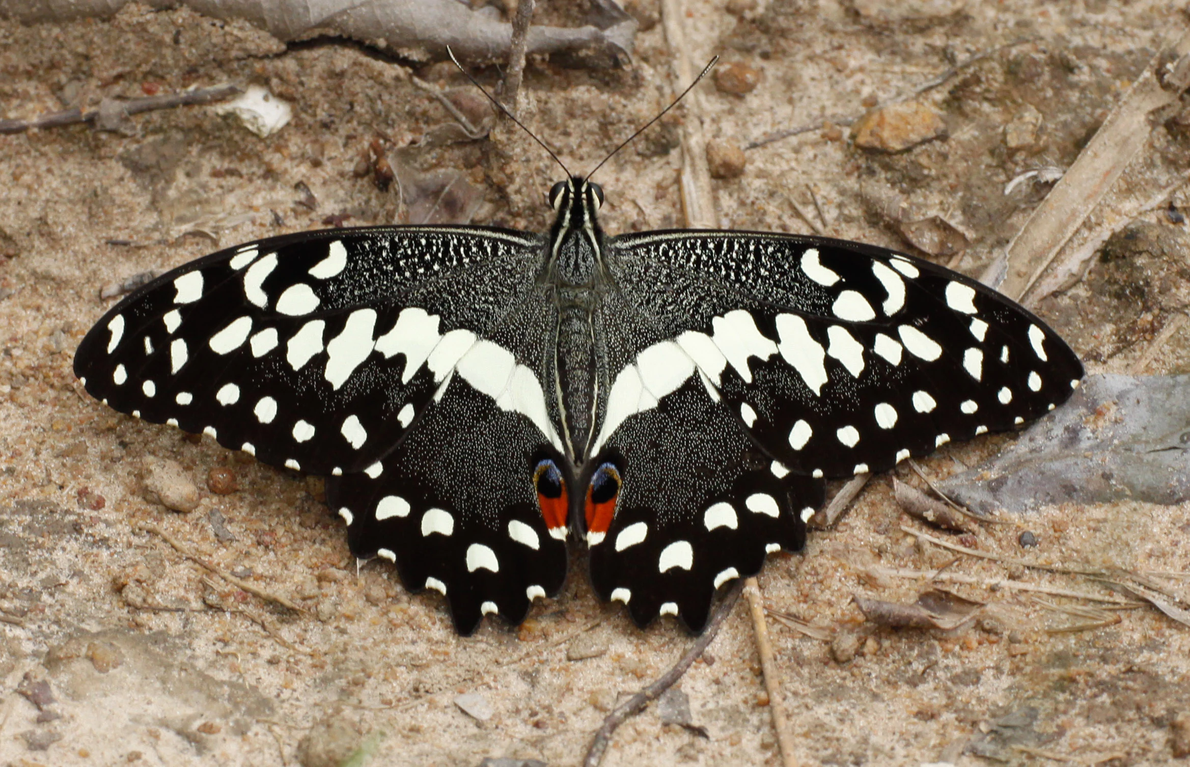 Top-down view of a Lime Swallowtail butterfly with black wings, white spots, and small red eyespots at the base, resting on dry, textured soil.