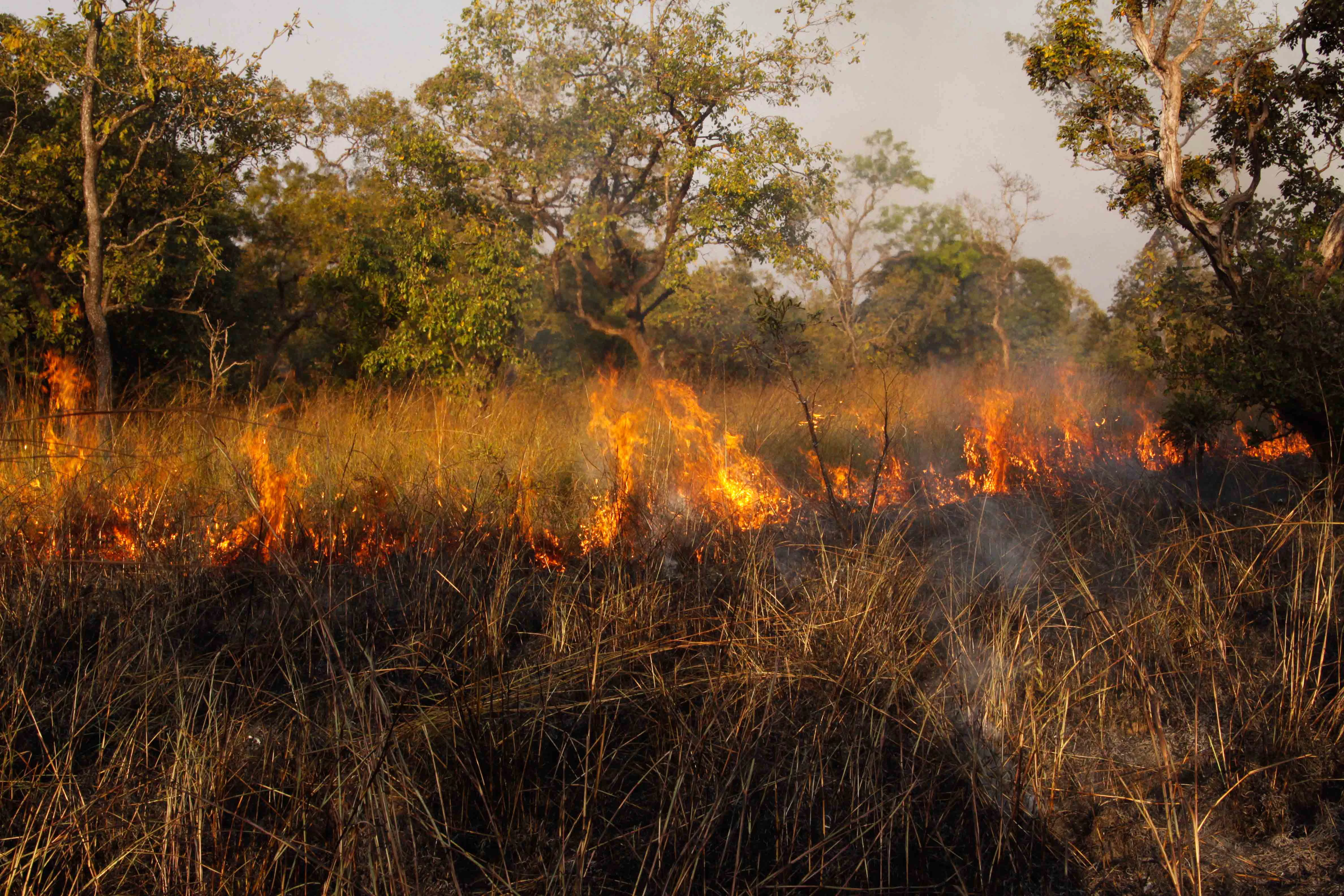 Una toma a nivel del suelo de un incendio que arde a través de pastos secos y dorados en un paisaje de sabana, con árboles verdes al fondo.