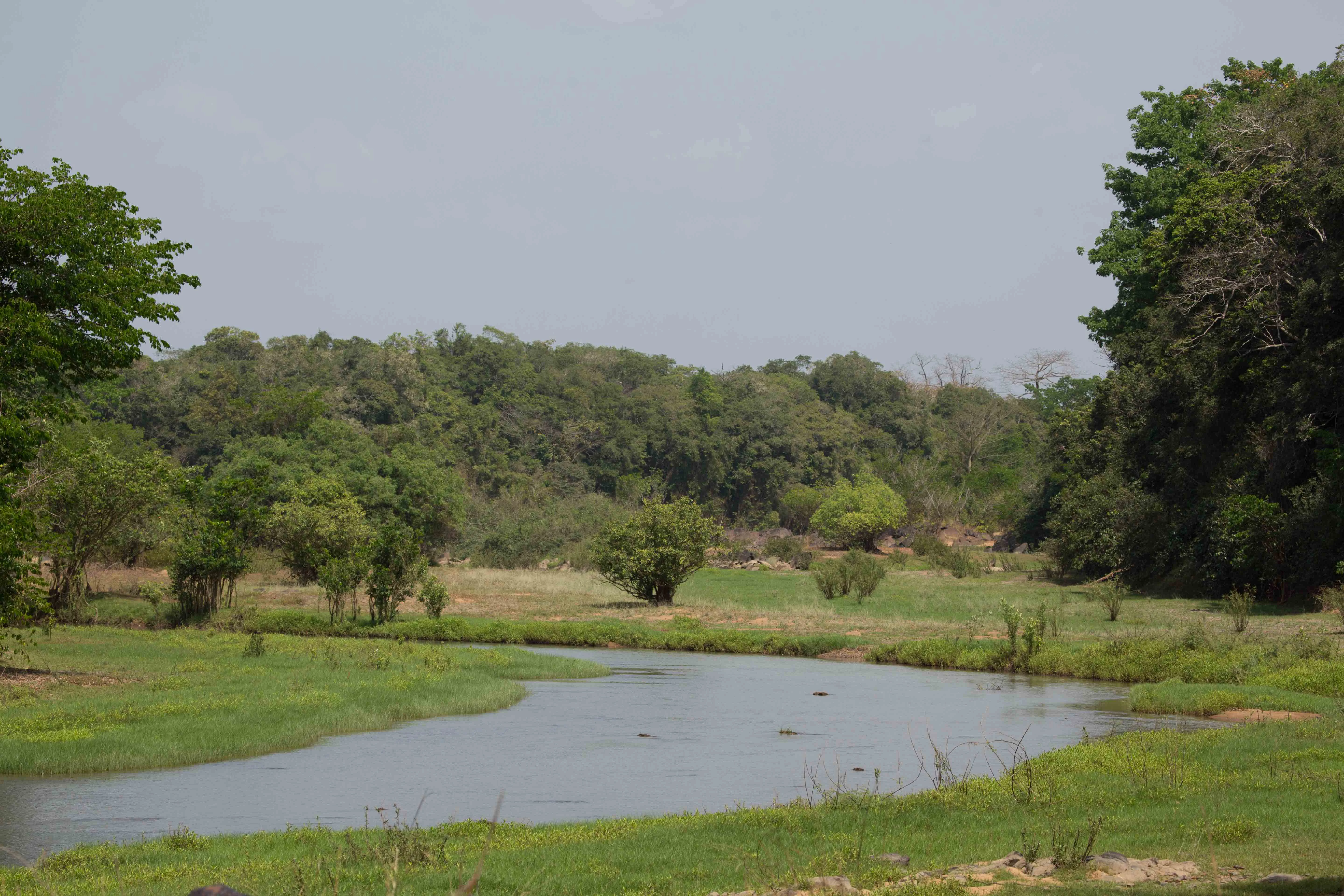 Un ancho río fluye a través de una sabana herbácea con árboles dispersos y densos bosques al fondo bajo un cielo despejado
