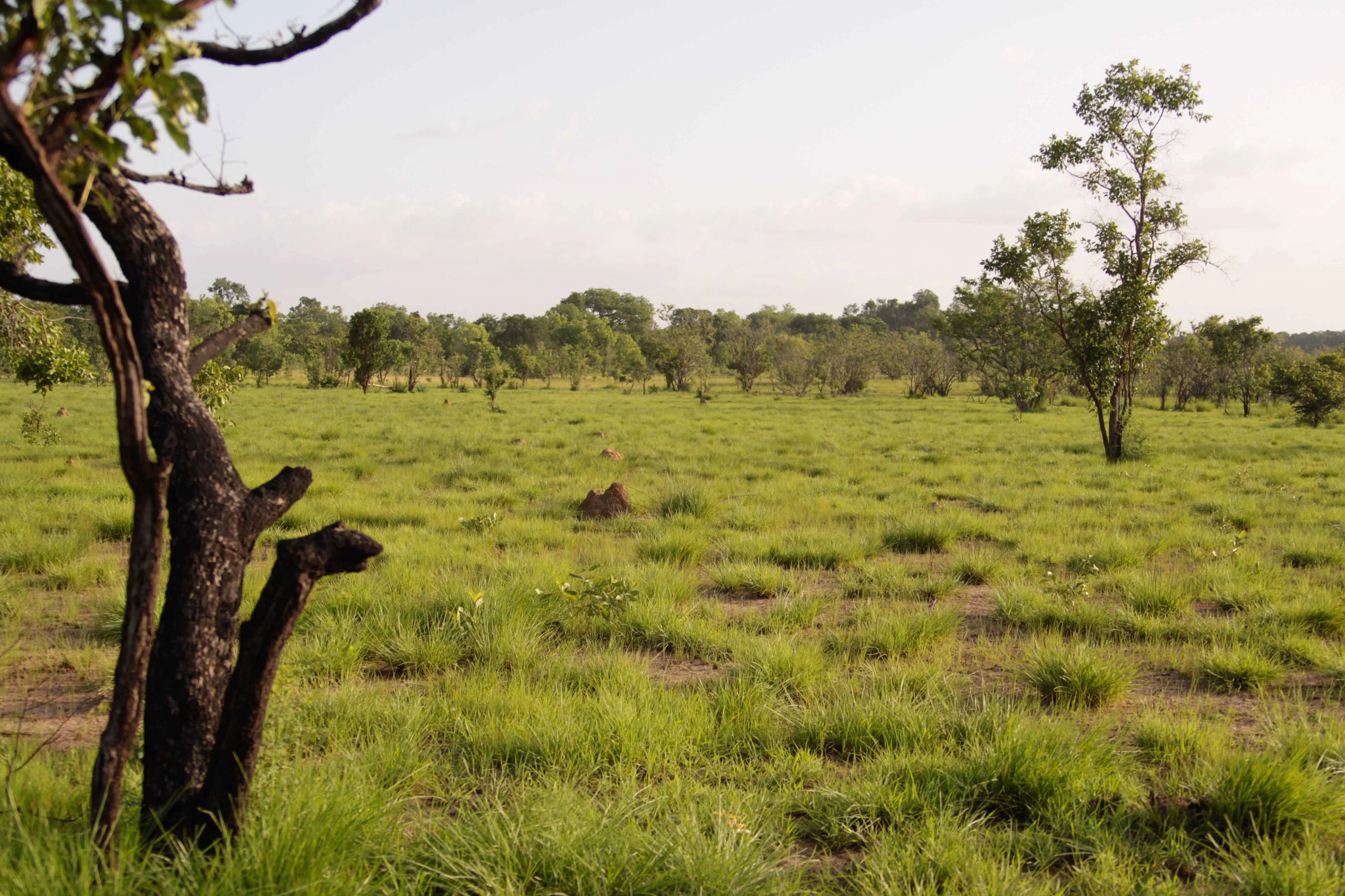 Paisaje de sabana abierta con árboles dispersos y pastizales bajo un cielo despejado.