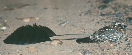 Un ave con plumas largas en las alas y plumaje moteado descansando sobre suelo arenoso con rocas pequeñas