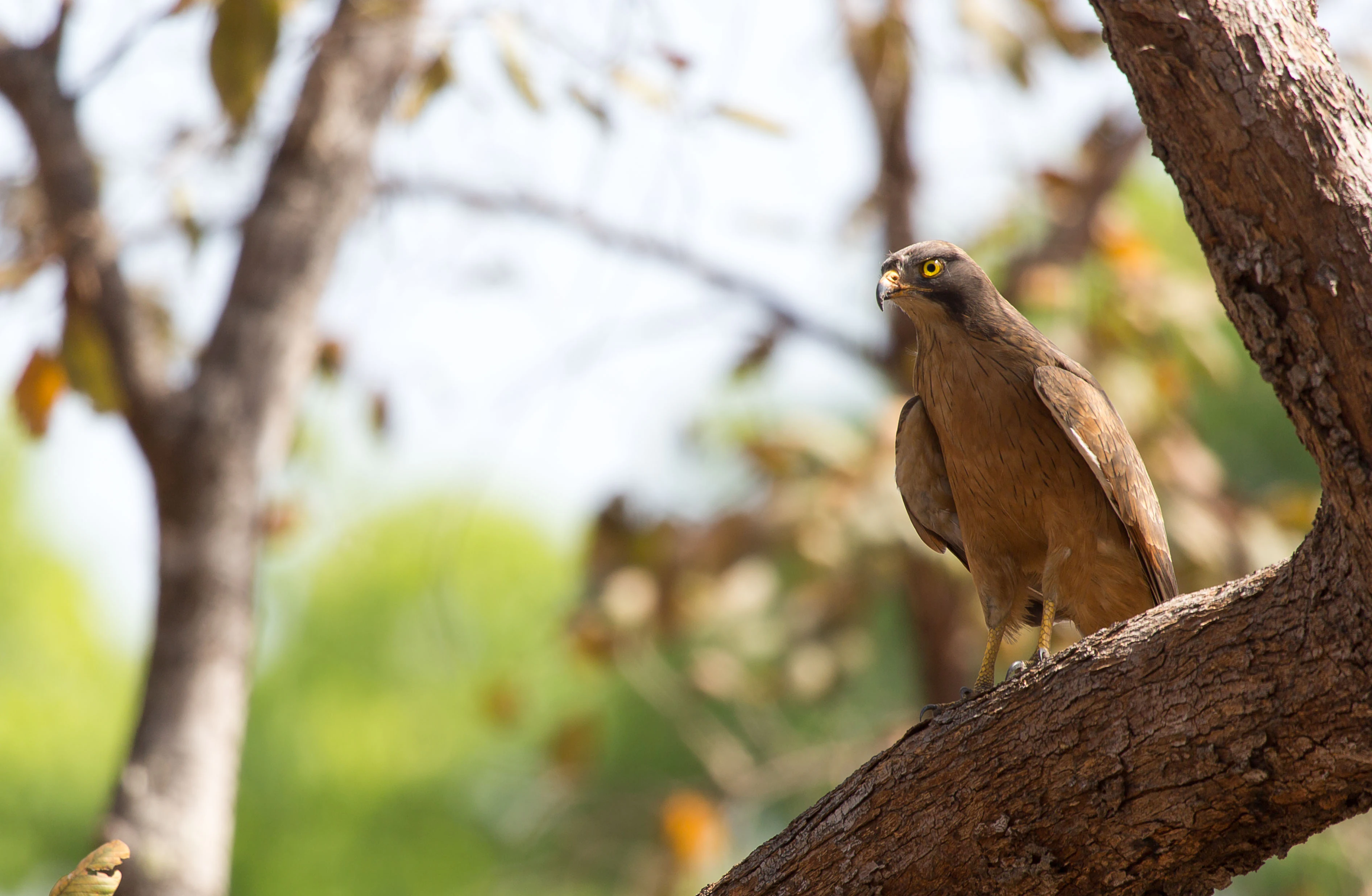Ave rapaz marrón con ojo amarillo posada en la rama de un árbol sobre un fondo verde desenfocado