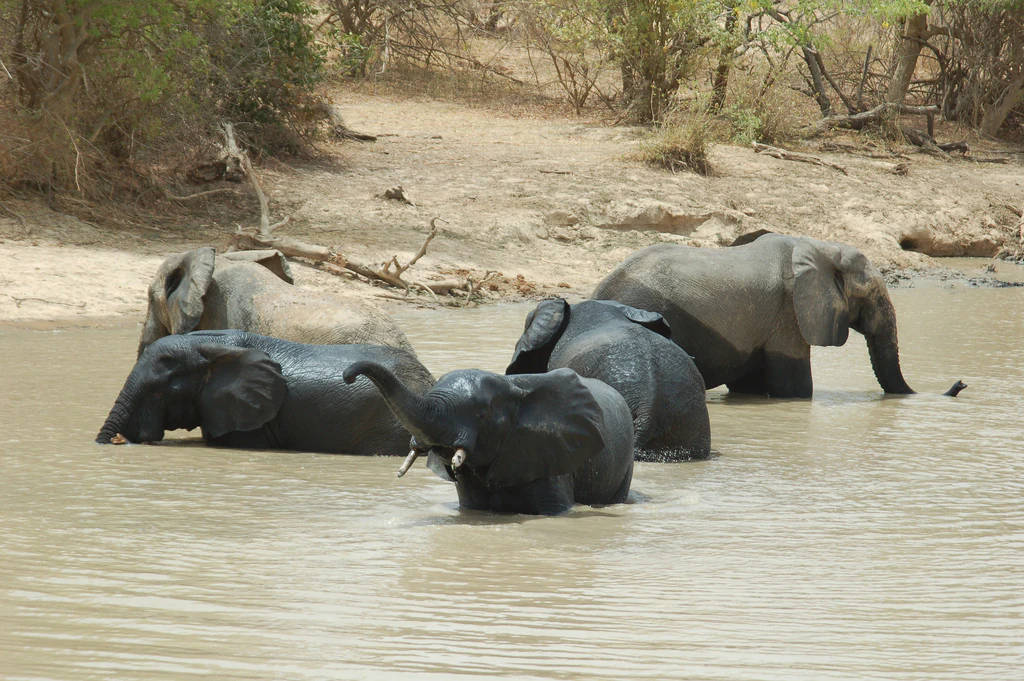 Four African elephants splashing and wading in muddy river water, with one elephant in the foreground lifting its trunk.