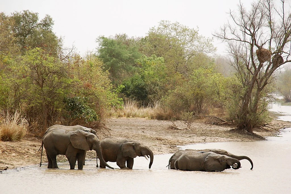 Four African elephants standing and resting in a shallow, muddy riverbank with green trees and brush in the background.