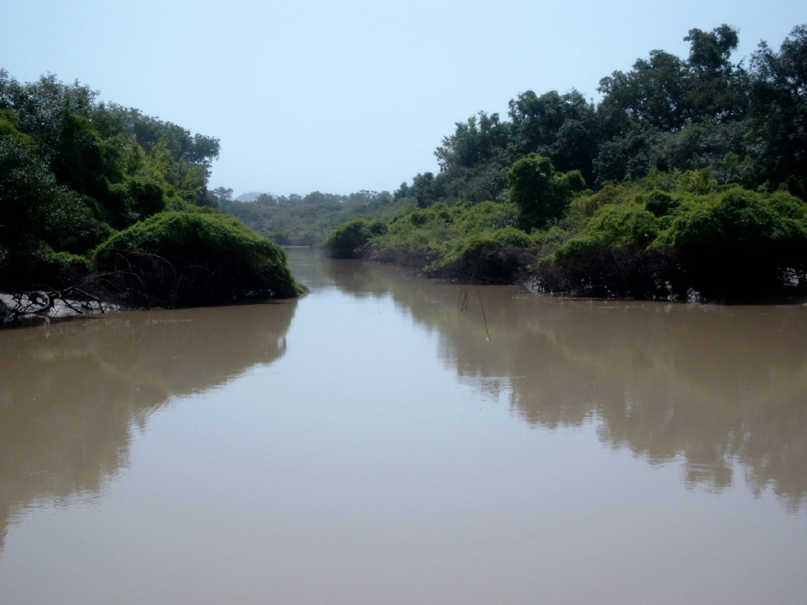 A wide, calm, muddy-brown river flows through a dense forest with lush green trees lining both banks under a clear sky.