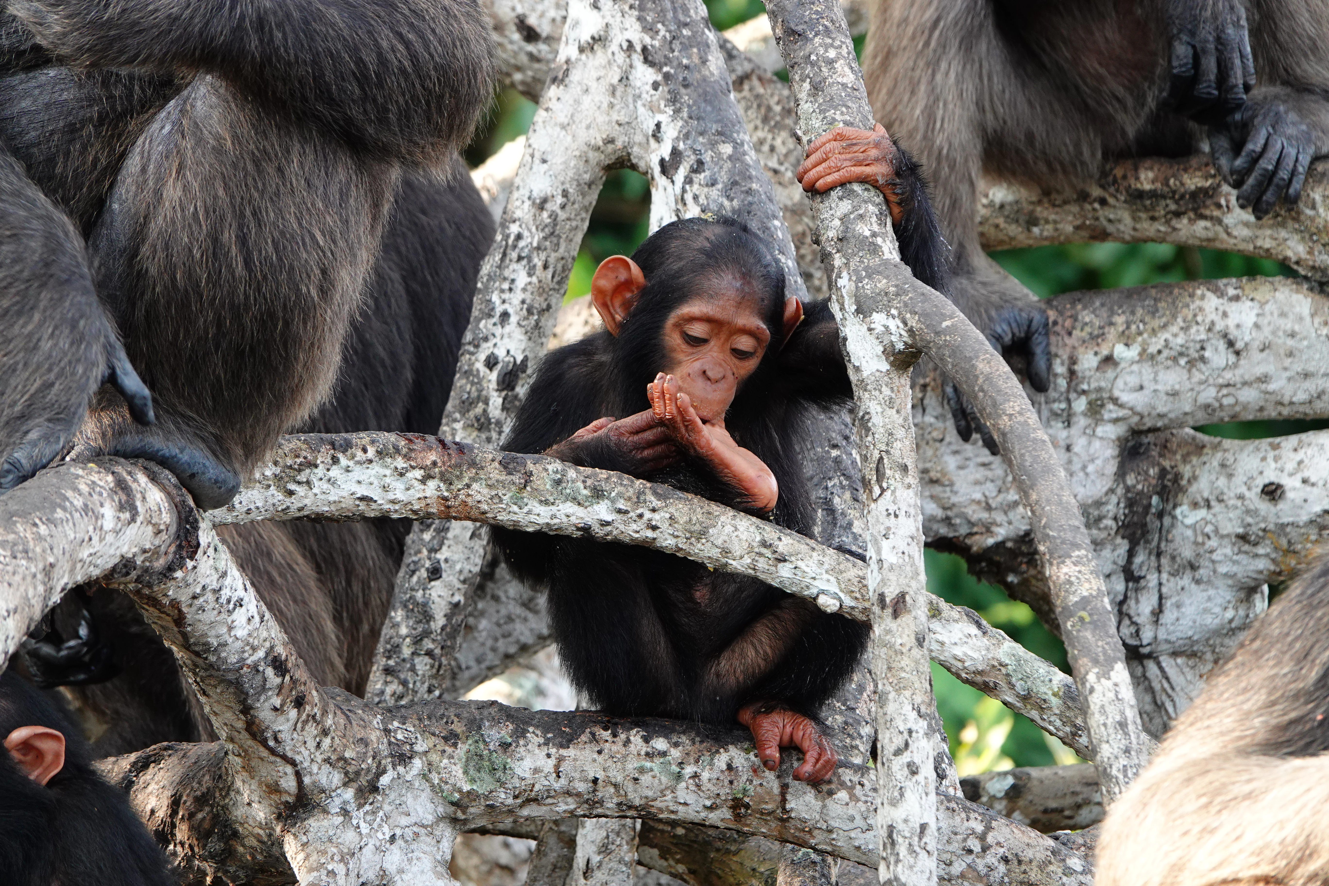 A young chimpanzee sitting on a tree branch with other chimpanzees in a forest setting.