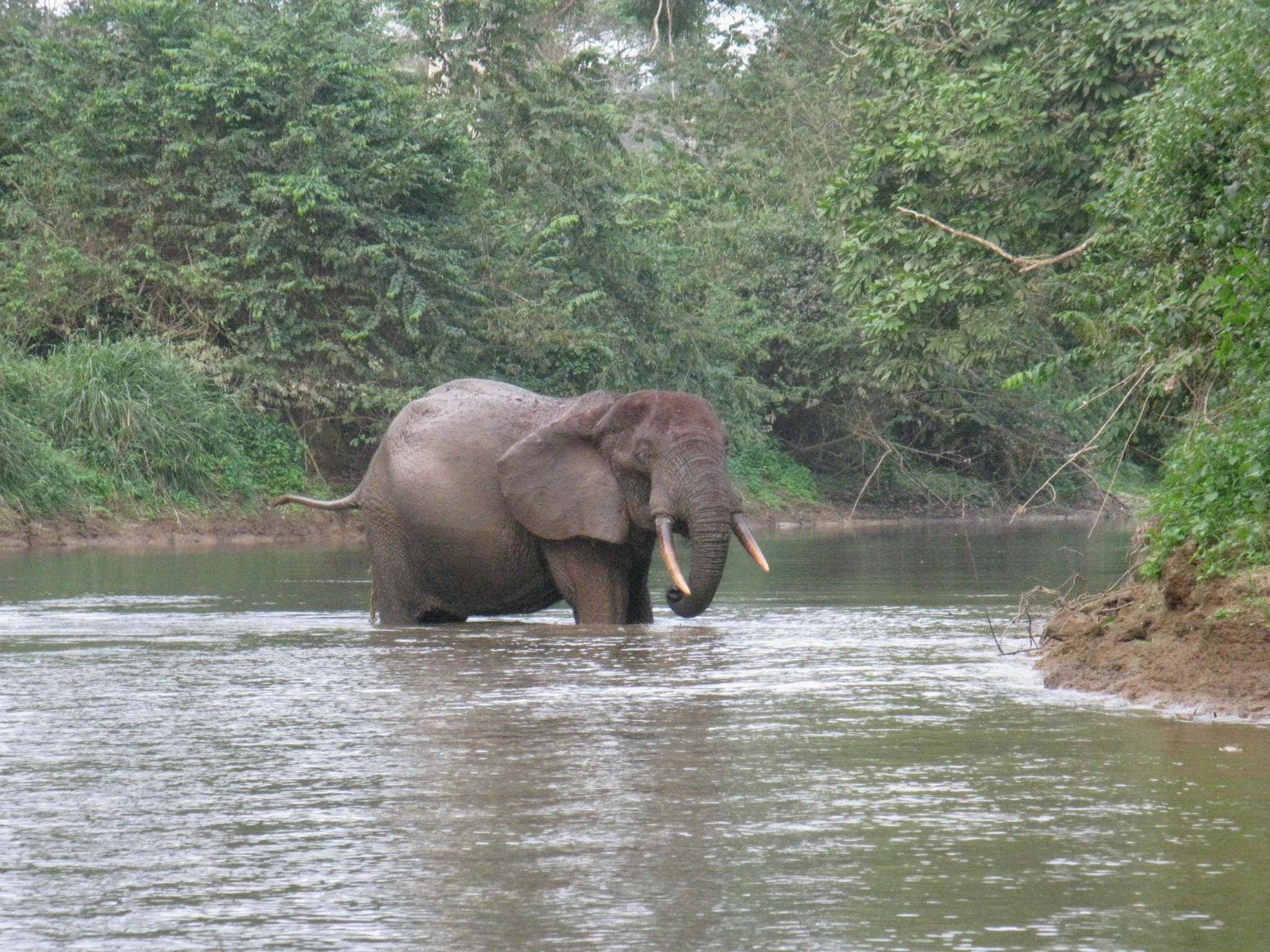 A forest elephant with visible tusks standing in shallow water surrounded by lush green vegetation