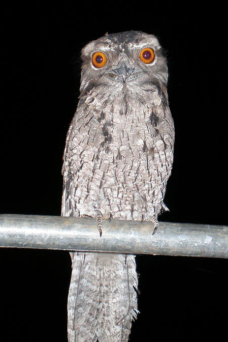 Tawny Frogmouth bird with large orange eyes perched on a metal pipe against a dark background