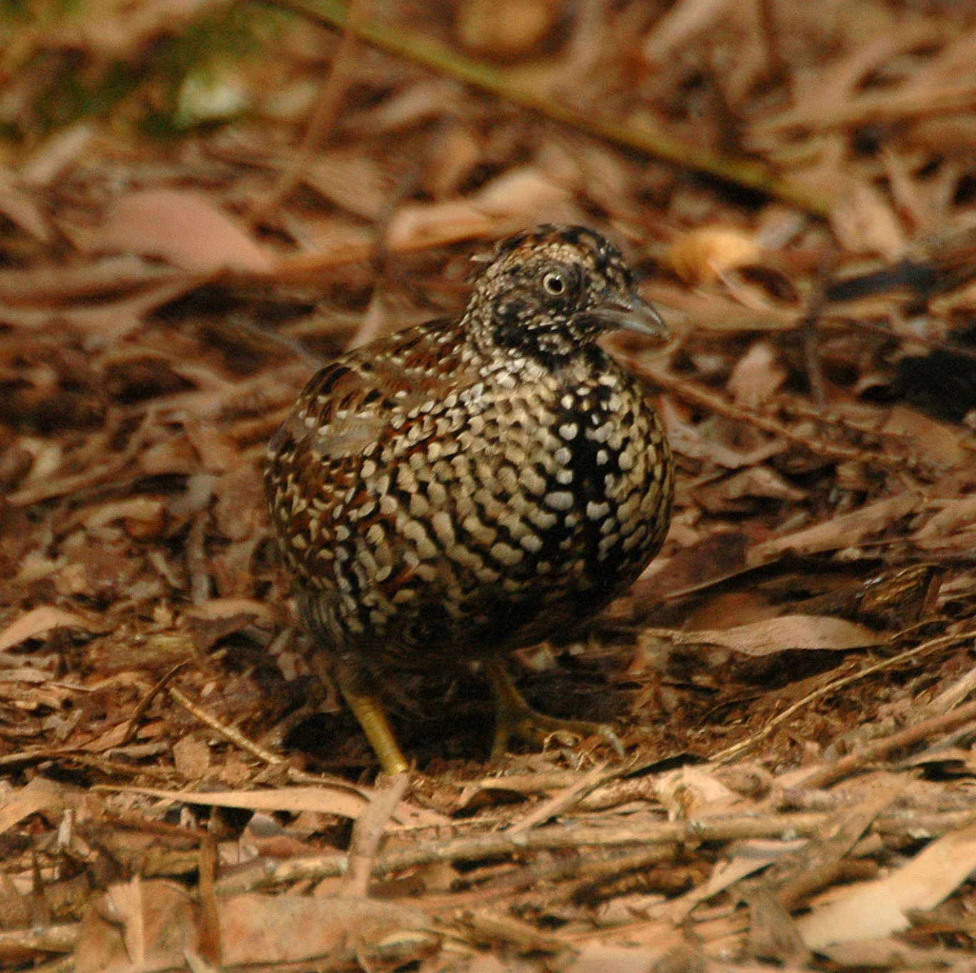 Cotoxo collarejo macho de cara negra, con plumaje moteado en marrón y blanco, posado sobre el suelo de un bosque cubierto de hojas secas y ramitas.