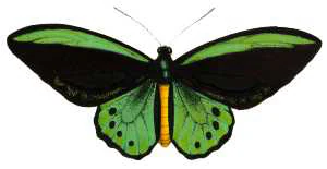 Una mariposa Richmond Birdwing (Ornithoptera richmondius) con alas verdes y negras, manchas azules y cuerpo amarillo