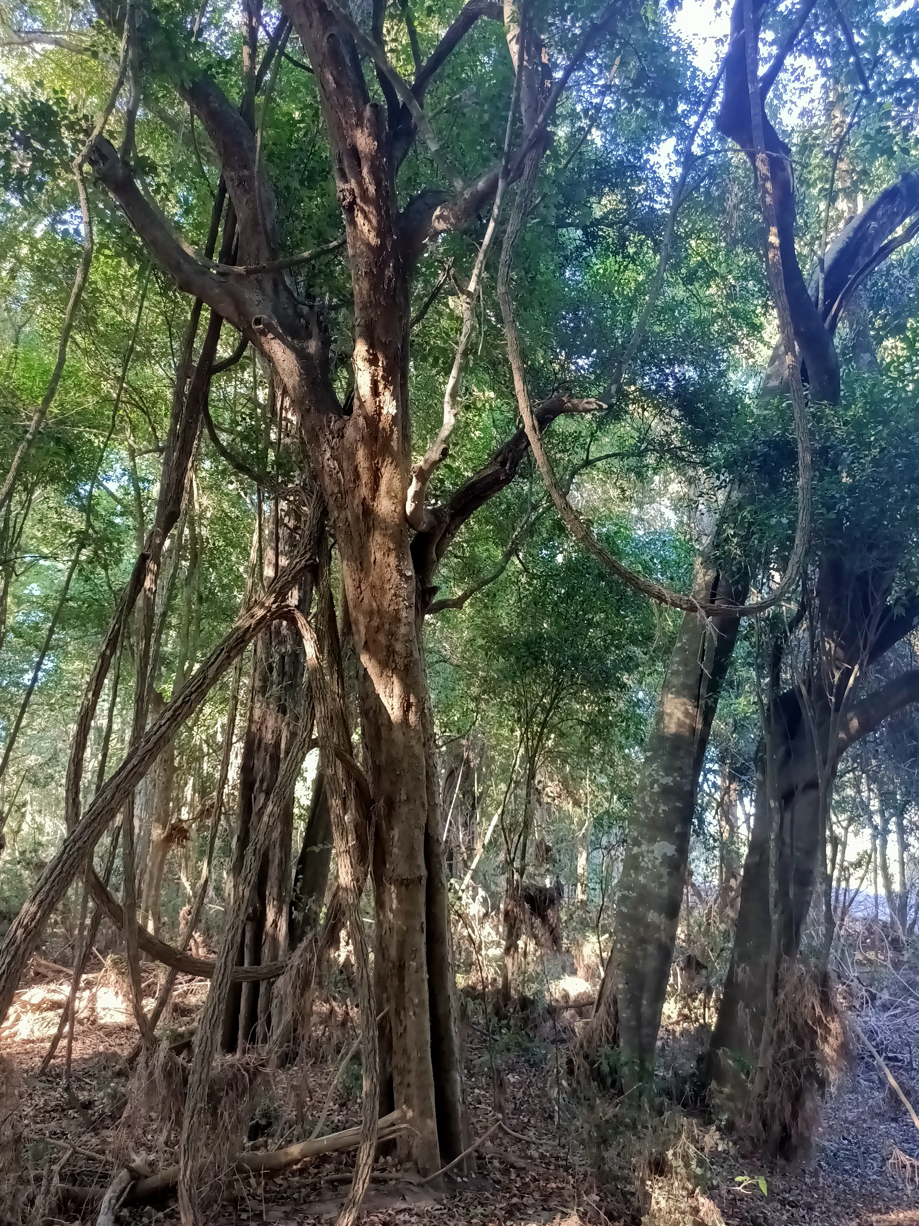 A view looking up at tall trees with thick, hanging vines in a dense forest setting.
