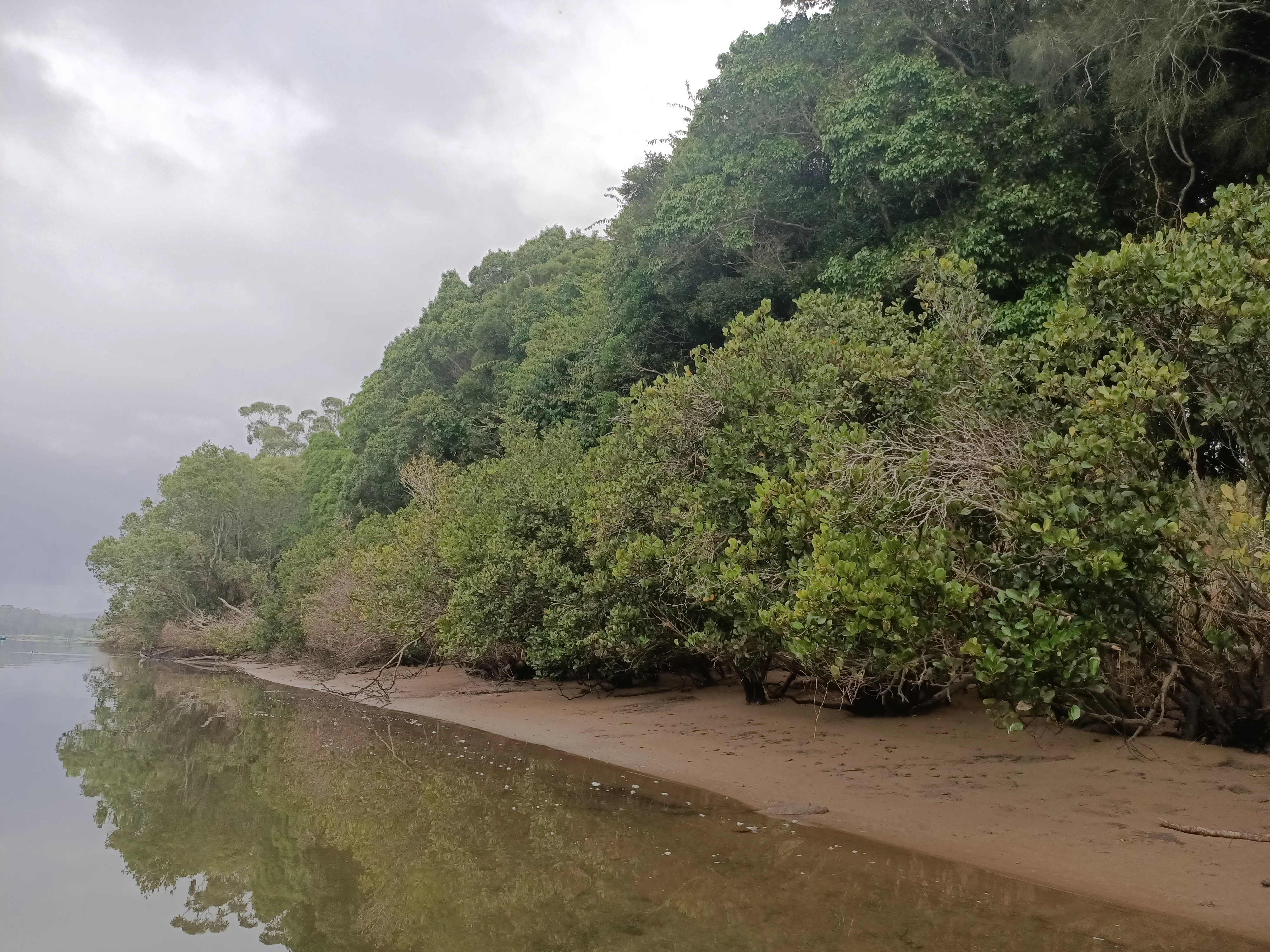 A view along a sandy river bank lined with thick green mangroves and taller trees under a cloudy sky.