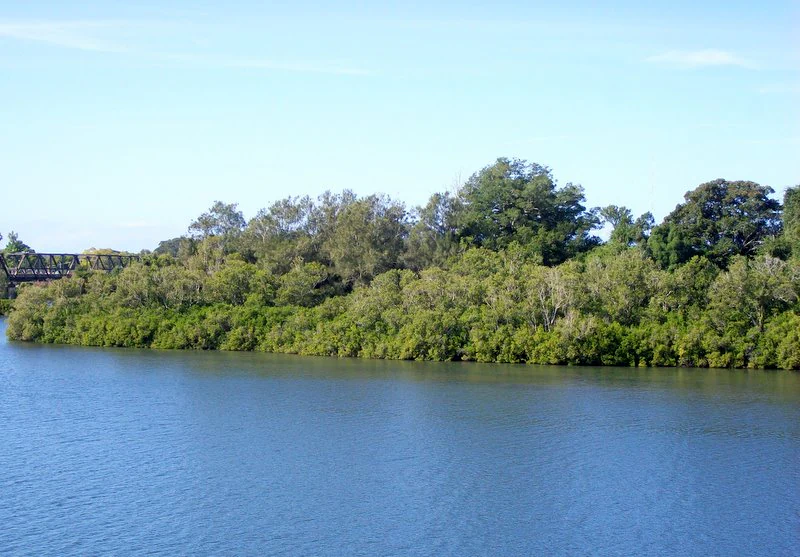 A wide view of a densely vegetated island surrounded by the blue waters of the Manning River, with a bridge structure partially visible on the far left.