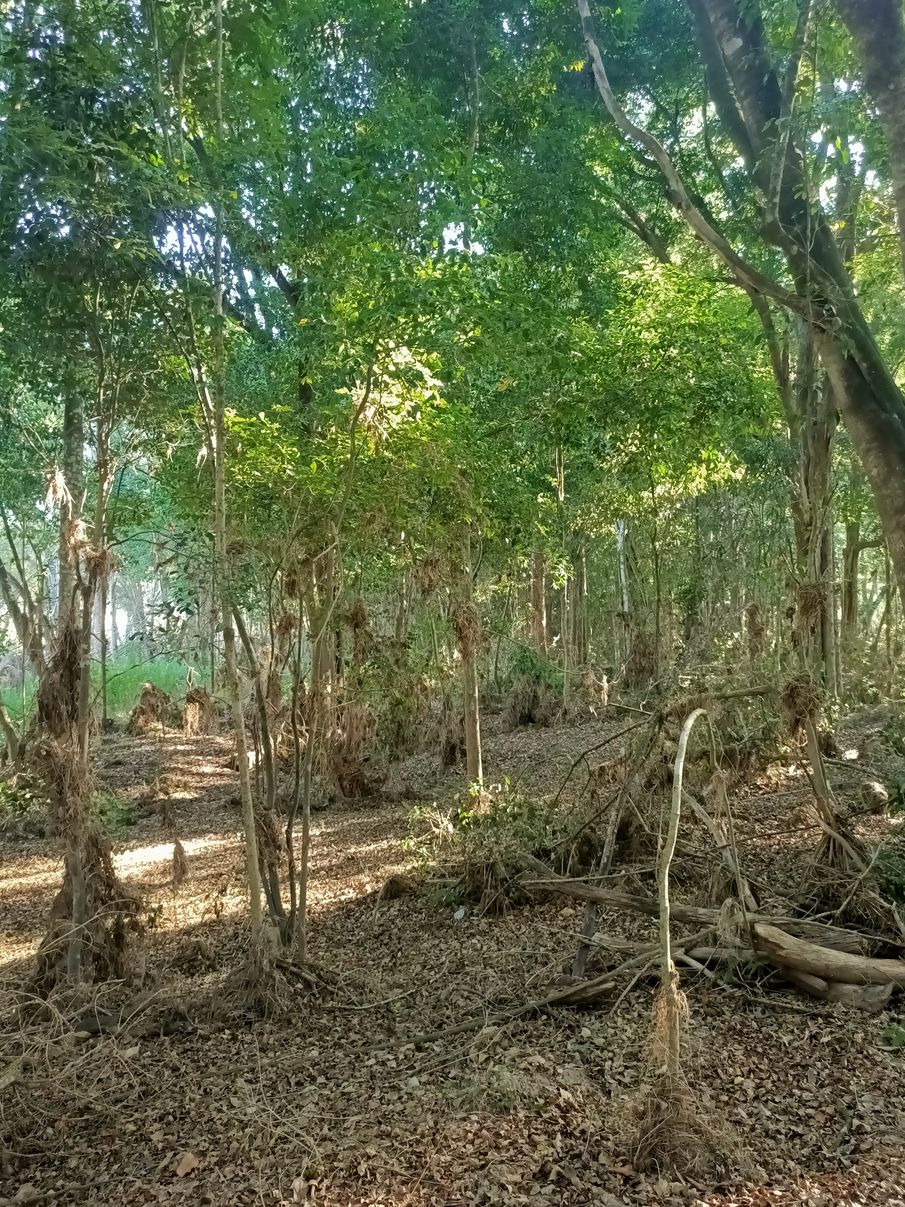 A dense subtropical rainforest scene with tall trees and thick leaf litter on the forest floor, with dappled sunlight filtering through the canopy.