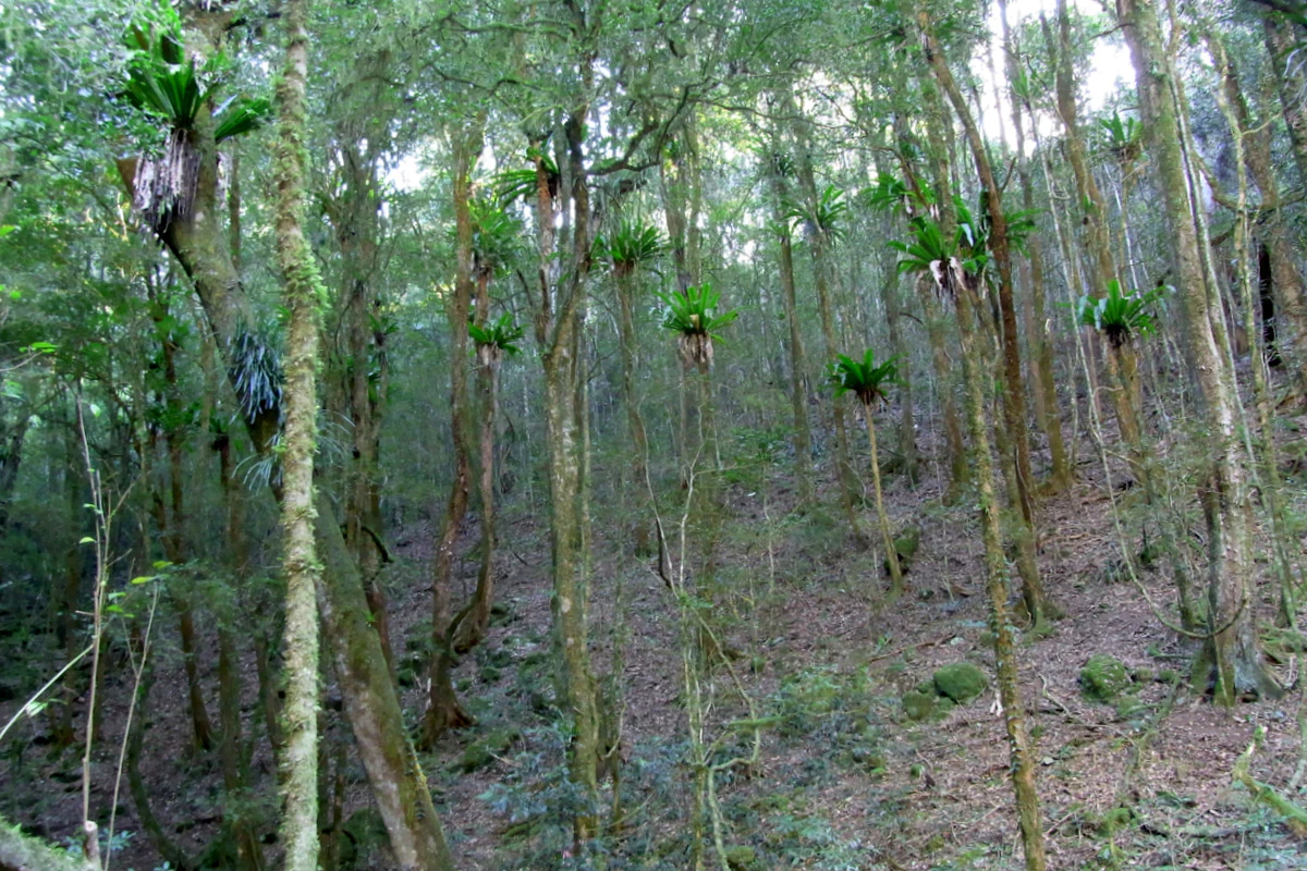 A dense forest interior featuring slender trees adorned with bird's nest ferns growing on their trunks, with a leaf-littered floor.
