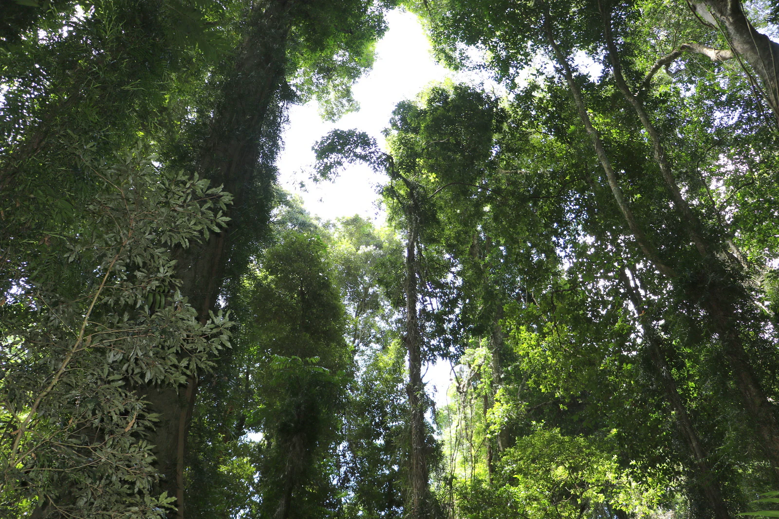 Looking upward through the dense green canopy of a subtropical rainforest with tall tree trunks reaching toward the sky.