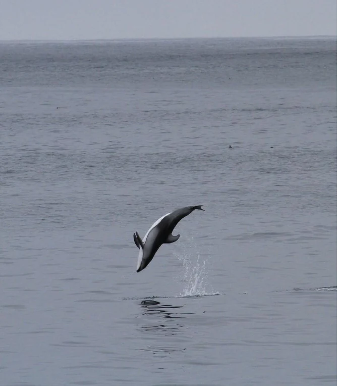 A Pacific white-sided dolphin mid-air as it leaps out of the gray ocean waters.