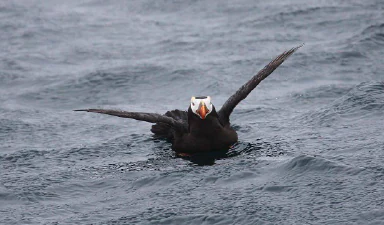 A tufted puffin with distinctive white facial patches and an orange beak swimming in choppy dark ocean water with its wings partially spread.