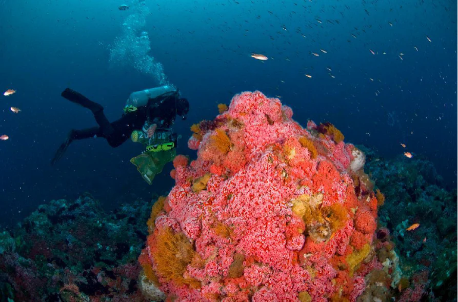 An underwater view of a research diver swimming near a large, bright pink and orange cluster of strawberry anemones on a reef.