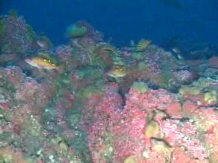 An underwater view of a rocky reef covered in colorful anemones and algae, with two small fish swimming near the surface of the reef.
