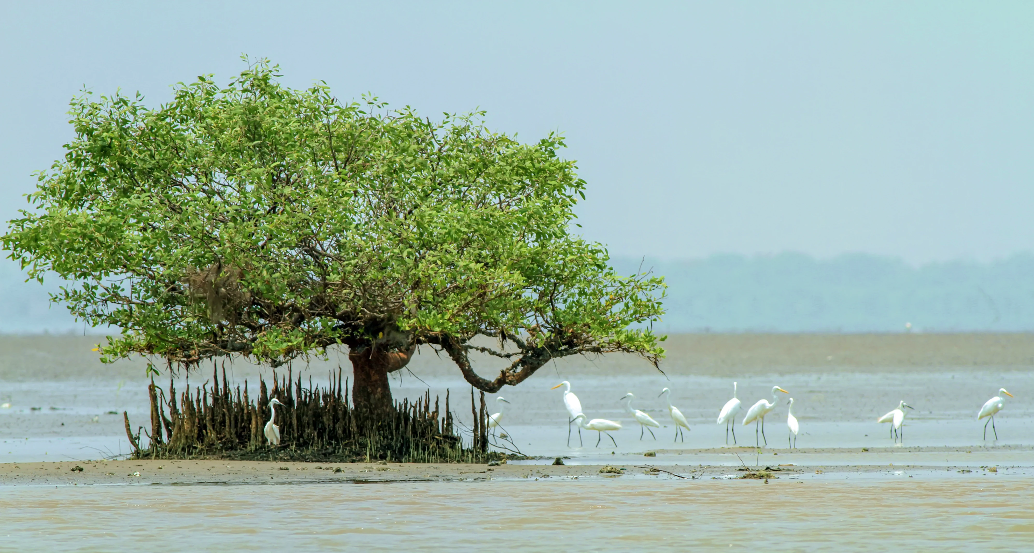 A group of white egrets stands on mudflats near a mangrove tree in an open coastal area.