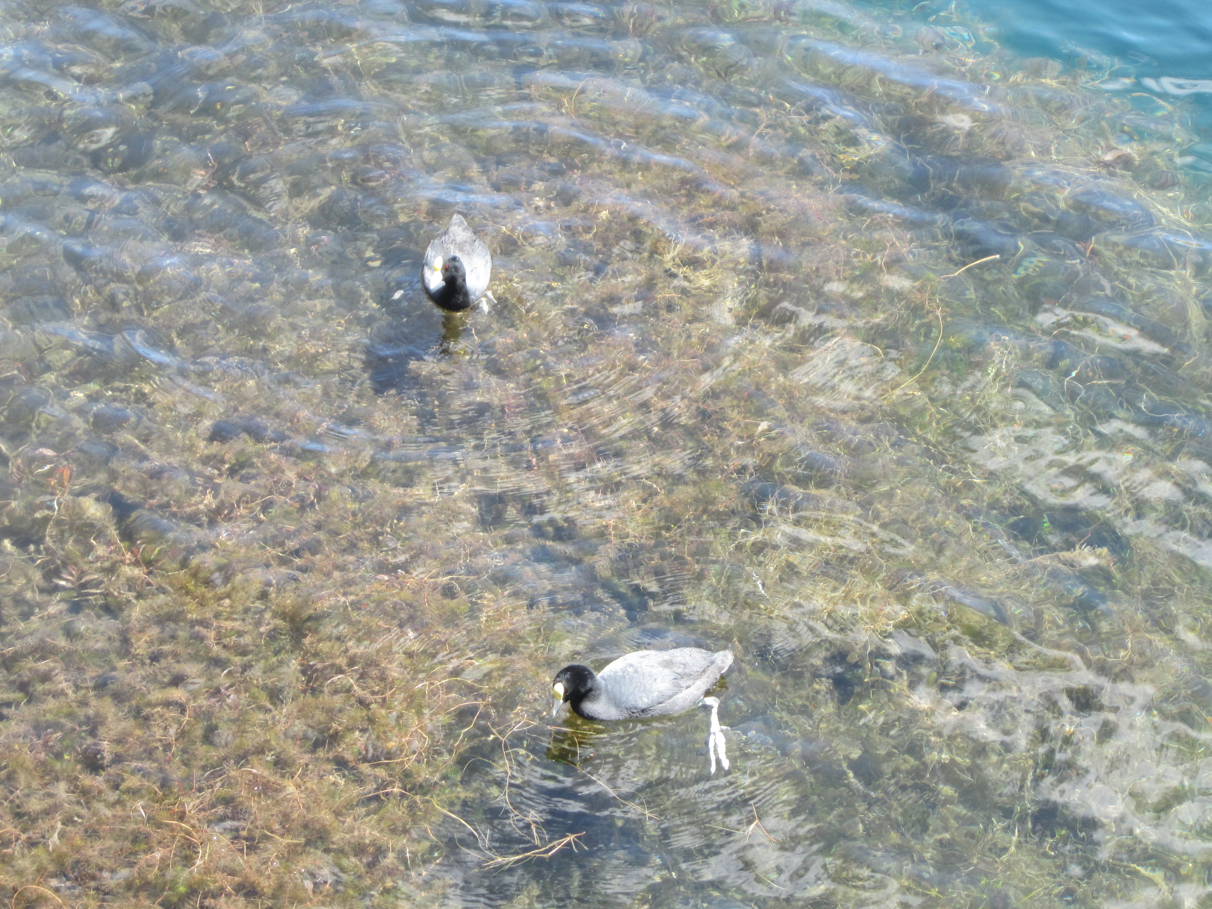 Two small black and grey waterbirds, identified as Andean Coots, swimming in clear, shallow water showing submerged aquatic vegetation.
