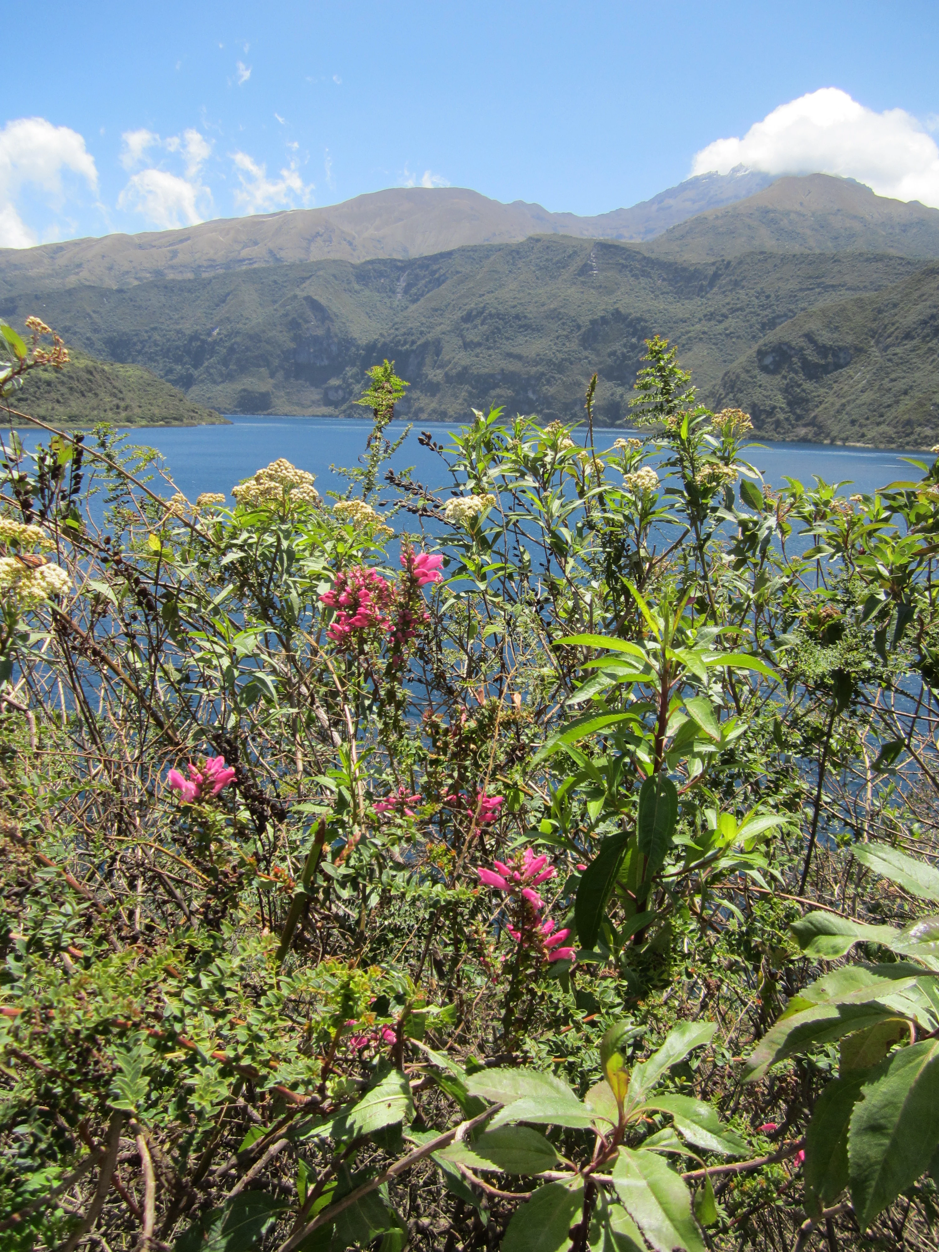 A view across Cuicocha Lake featuring blue water and surrounding mountains in the background, with flowering shrubs in the foreground.
