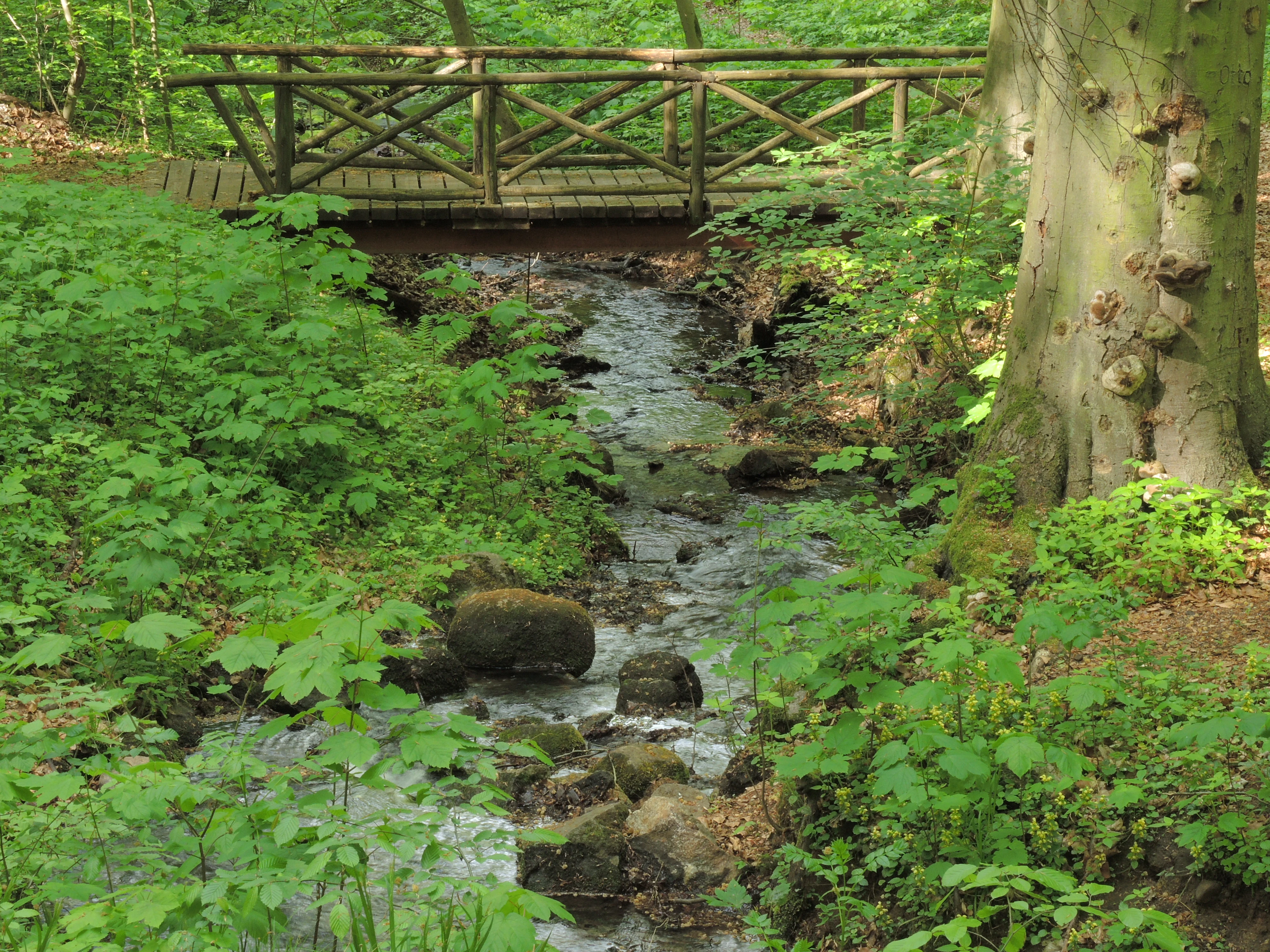 A small wooden footbridge spans a narrow, shallow stream flowing through a dense green forest, with a large tree trunk on the right.