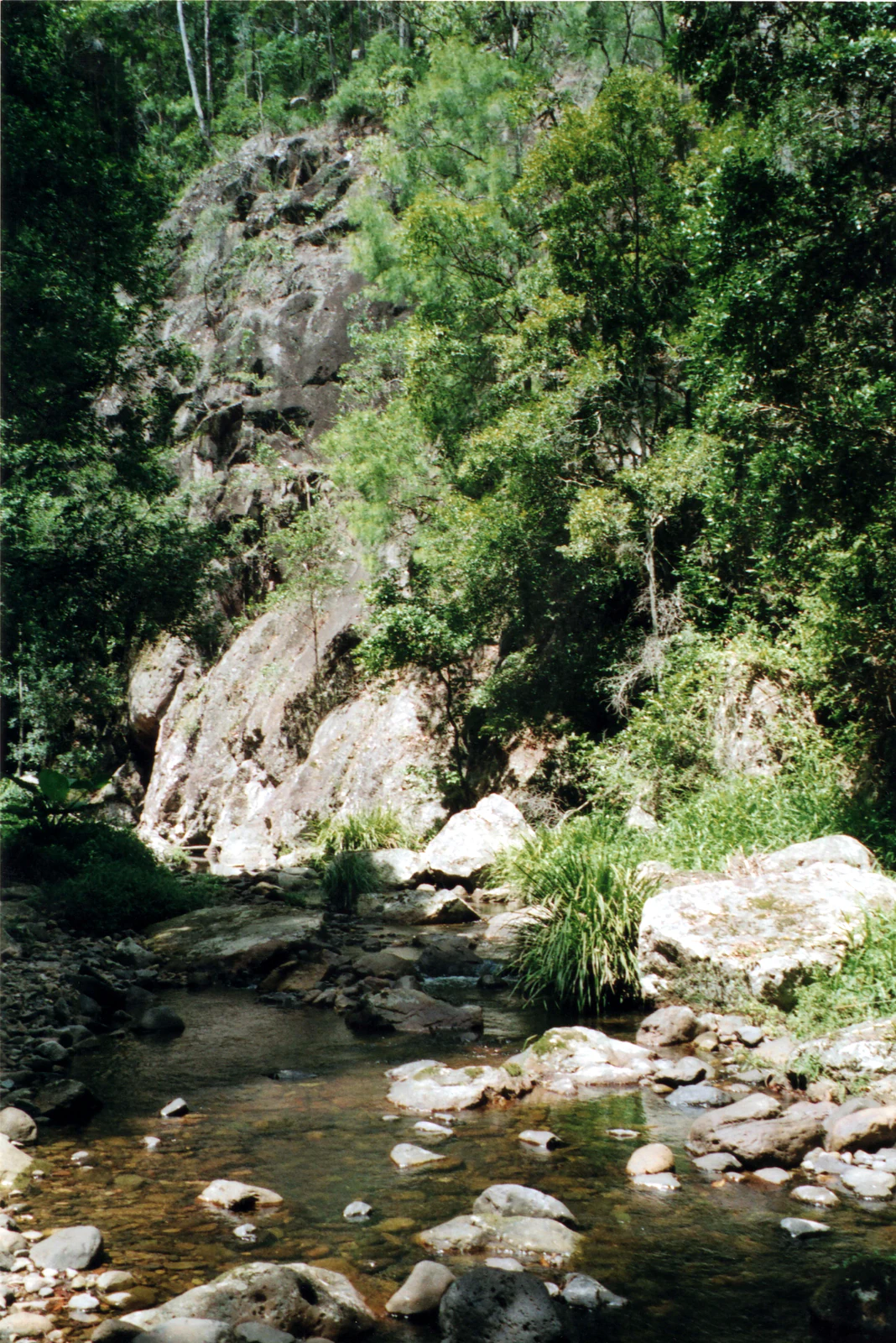 A rocky creek with shallow water flowing over stones and boulders, surrounded by dense green forest and a large rocky cliff face in the background