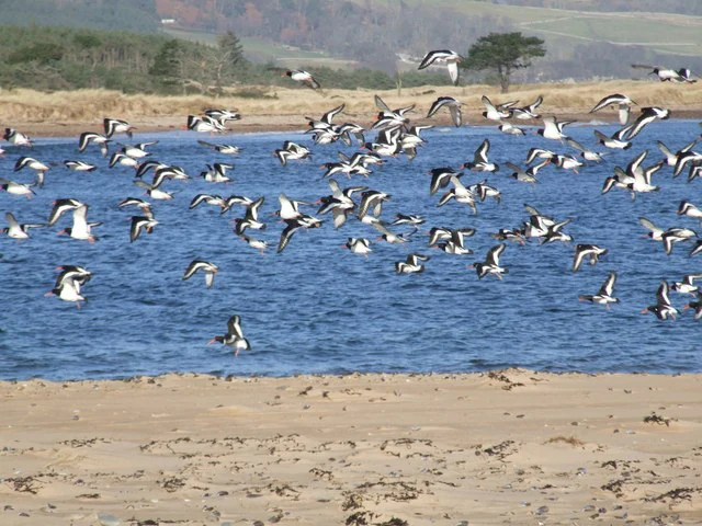 A large group of black and white oystercatcher birds in flight over a blue tidal waterway, with a sandy beach in the foreground and grassy dunes in the distance.