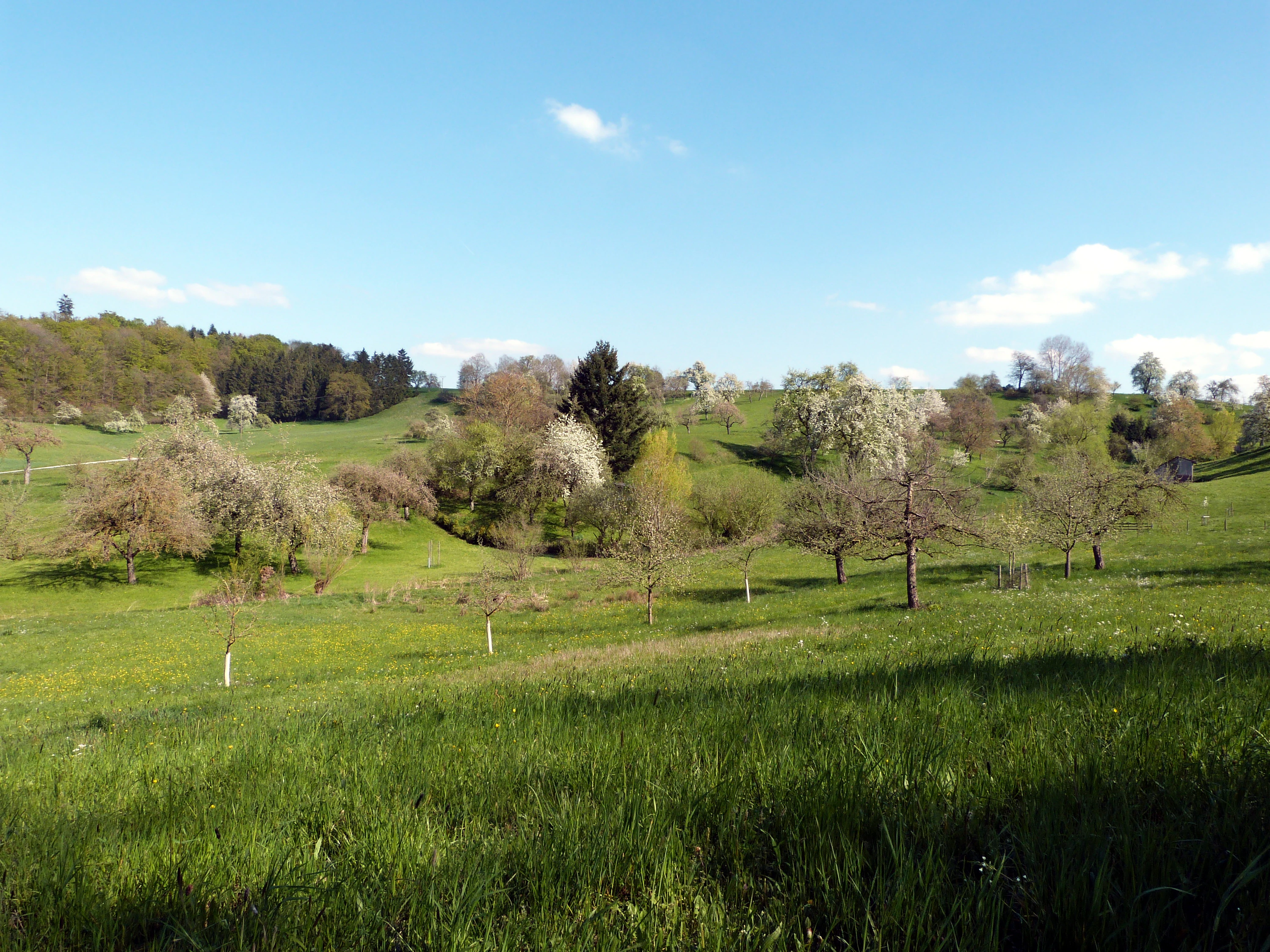 A wide view of a rolling green meadow featuring scattered blooming fruit trees and a small forest in the background under a clear blue sky.