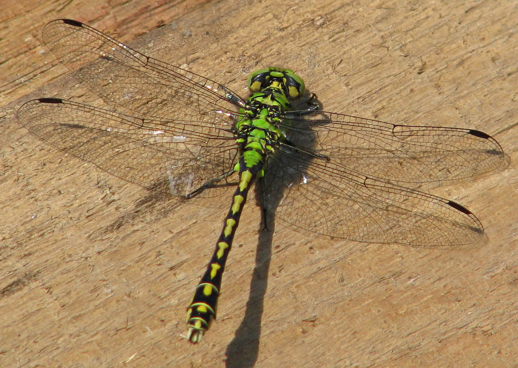 A green snaketail dragonfly with lime green and black patterned body and translucent wings resting on light brown wood.