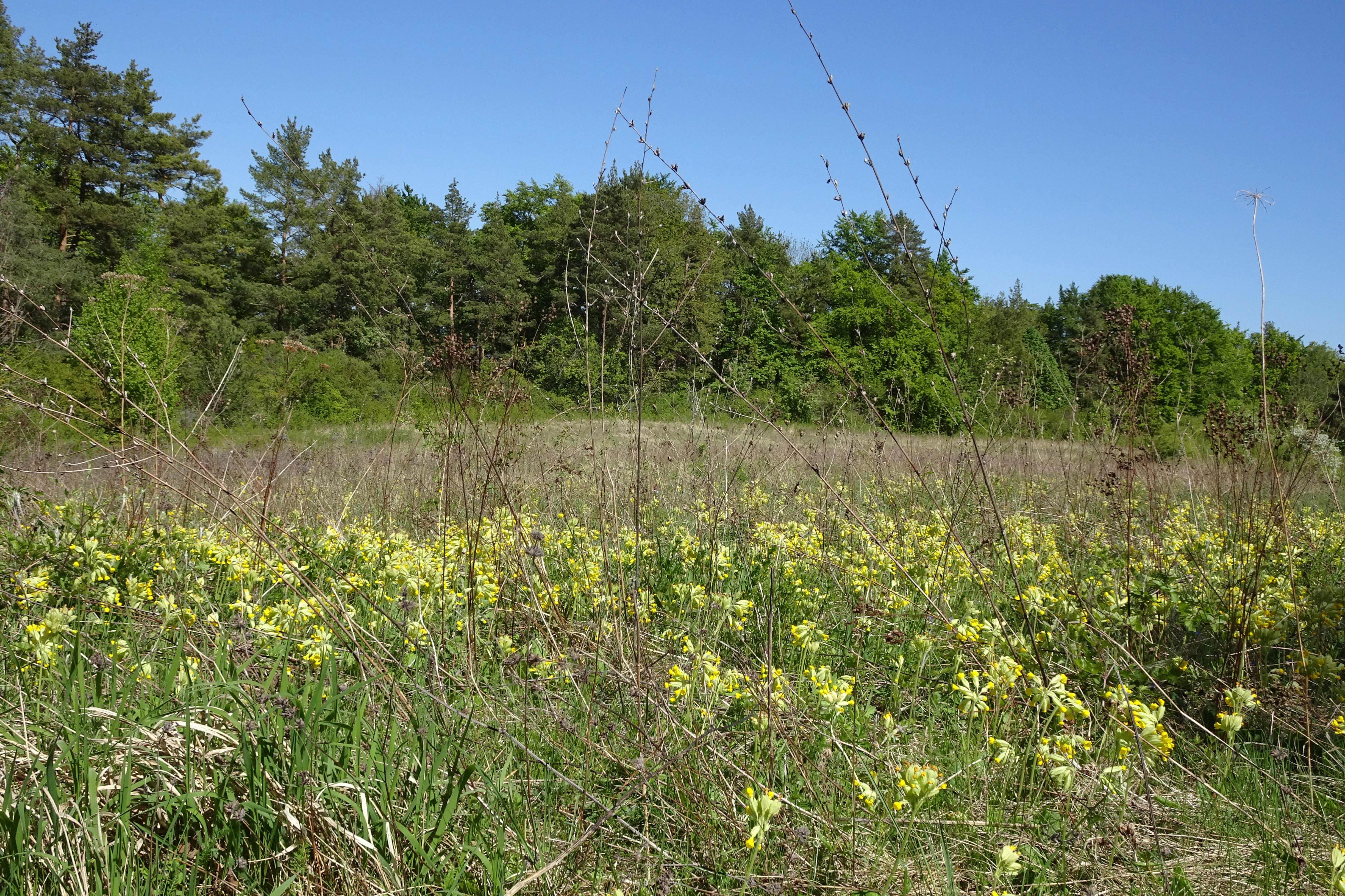 A sunny, eye-level view of a dry grassland meadow dotted with many small, yellow flowers, likely cowslips, with a dense green forest line in the background under a clear blue sky.