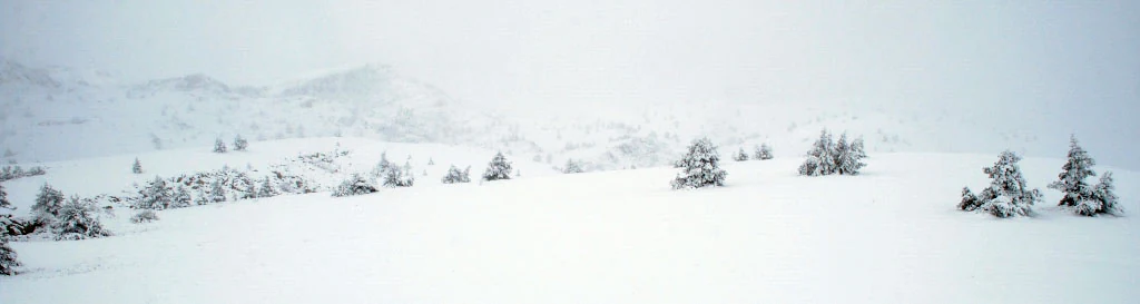 Wide snow-covered field with scattered evergreen trees and distant mountain peaks under overcast sky