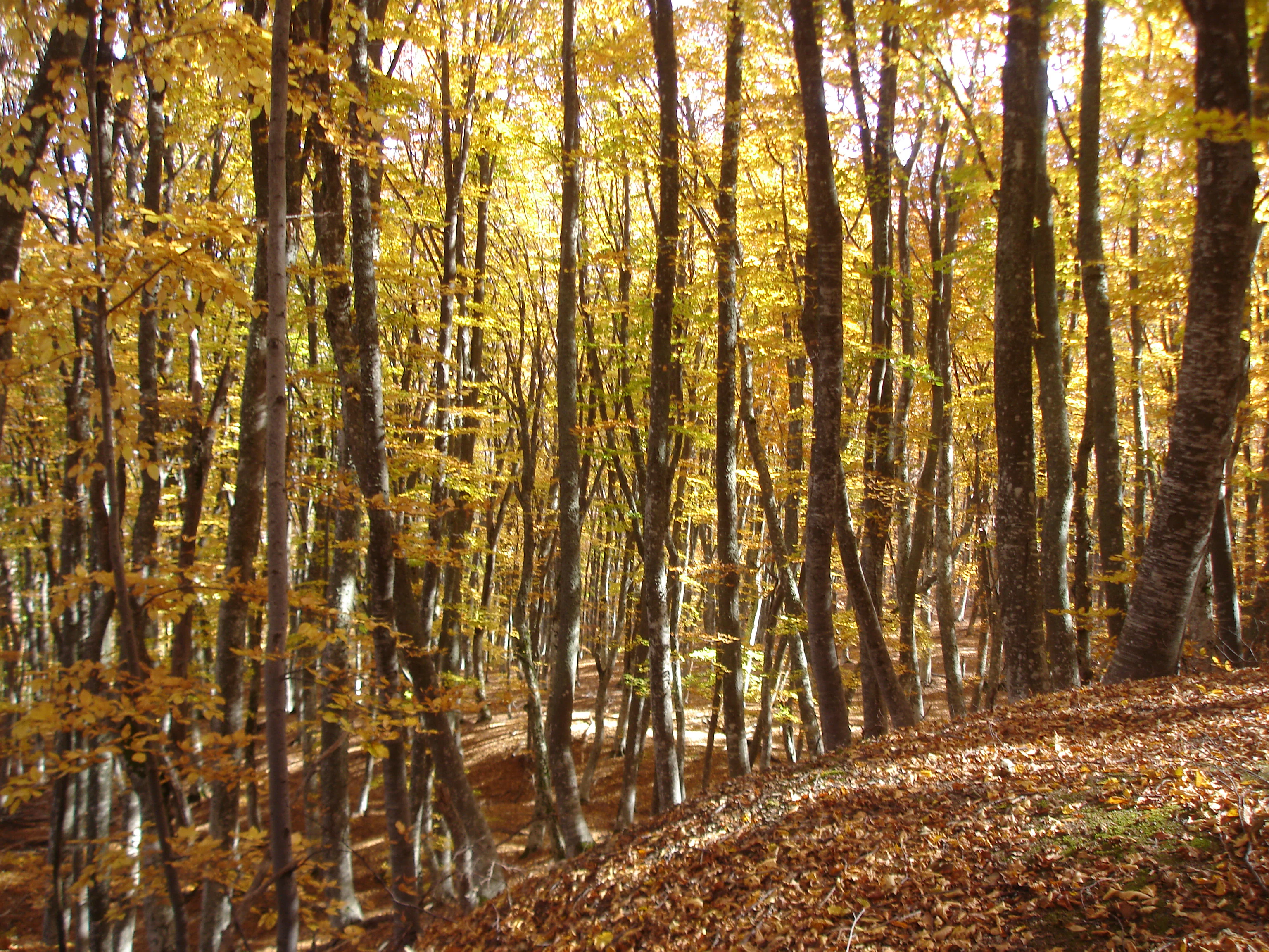 Sunlight filtering through a dense beech forest with yellow and brown leaves on the ground