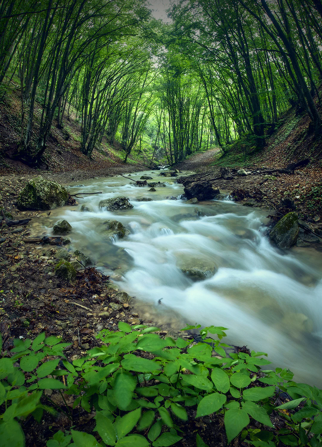 Mountain river with flowing water surrounded by dense green forest and foliage
