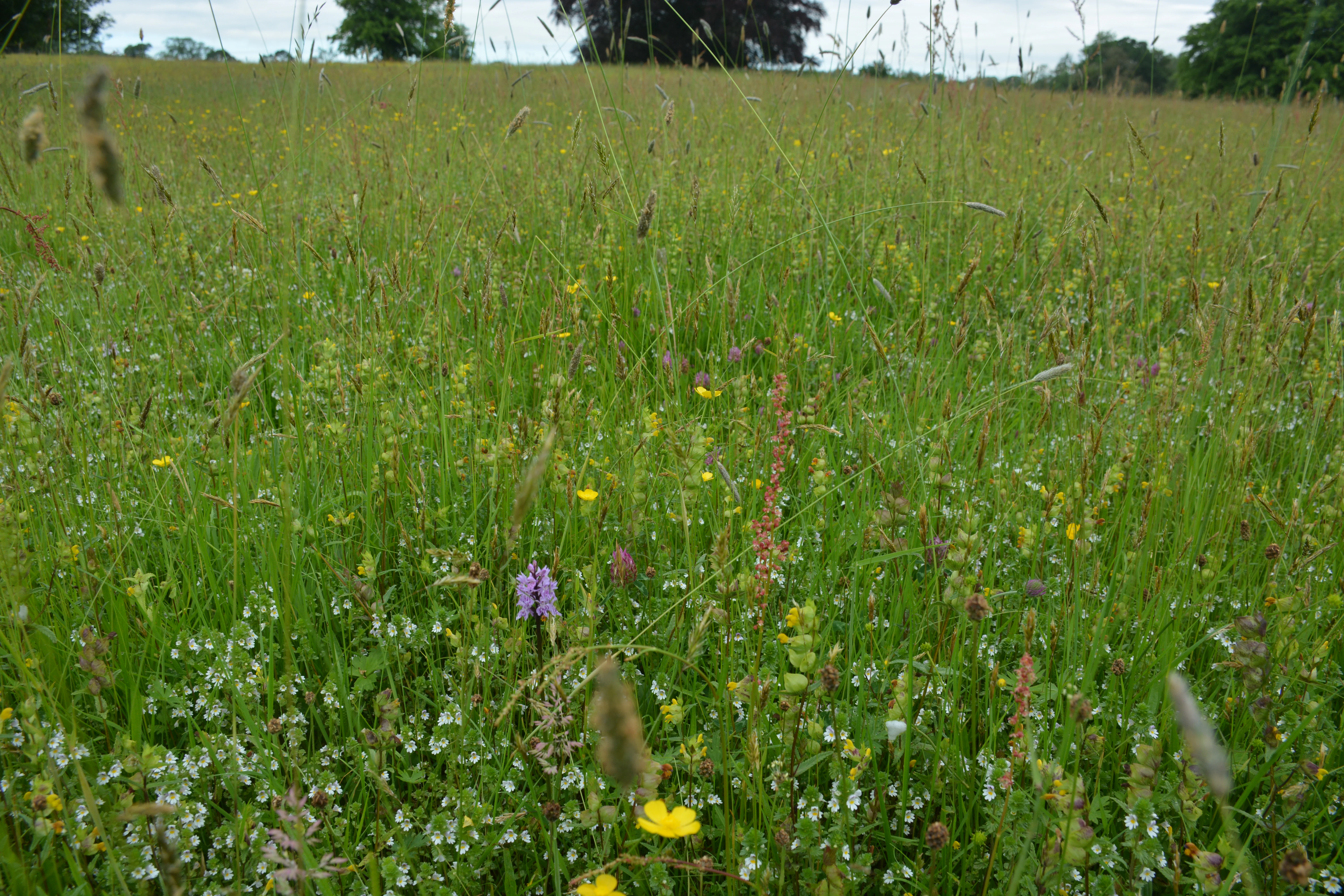 Una pradera llena de hierbas altas y verdes y flores silvestres dispersas, incluida una pequeña orquídea púrpura en primer plano.