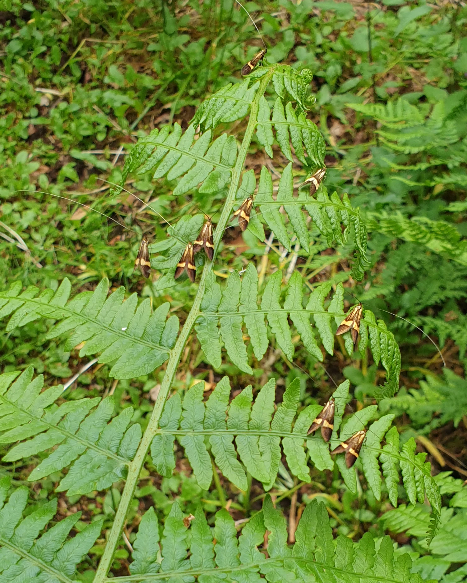 Varias polillas pequeñas con alas de color marrón oscuro y distintivas bandas amarillas posadas sobre la hoja verde de un helecho.