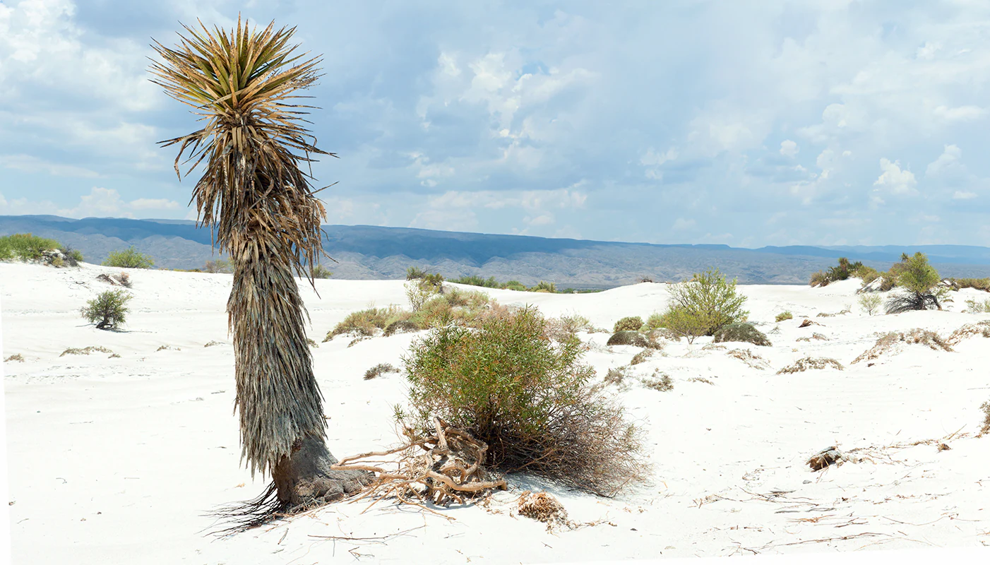 Un paisaje desértico con dunas de yeso blanco, con una sola planta de yuca alta y fibrosa en primer plano y lejanas cadenas montañosas azules bajo un cielo parcialmente nublado.