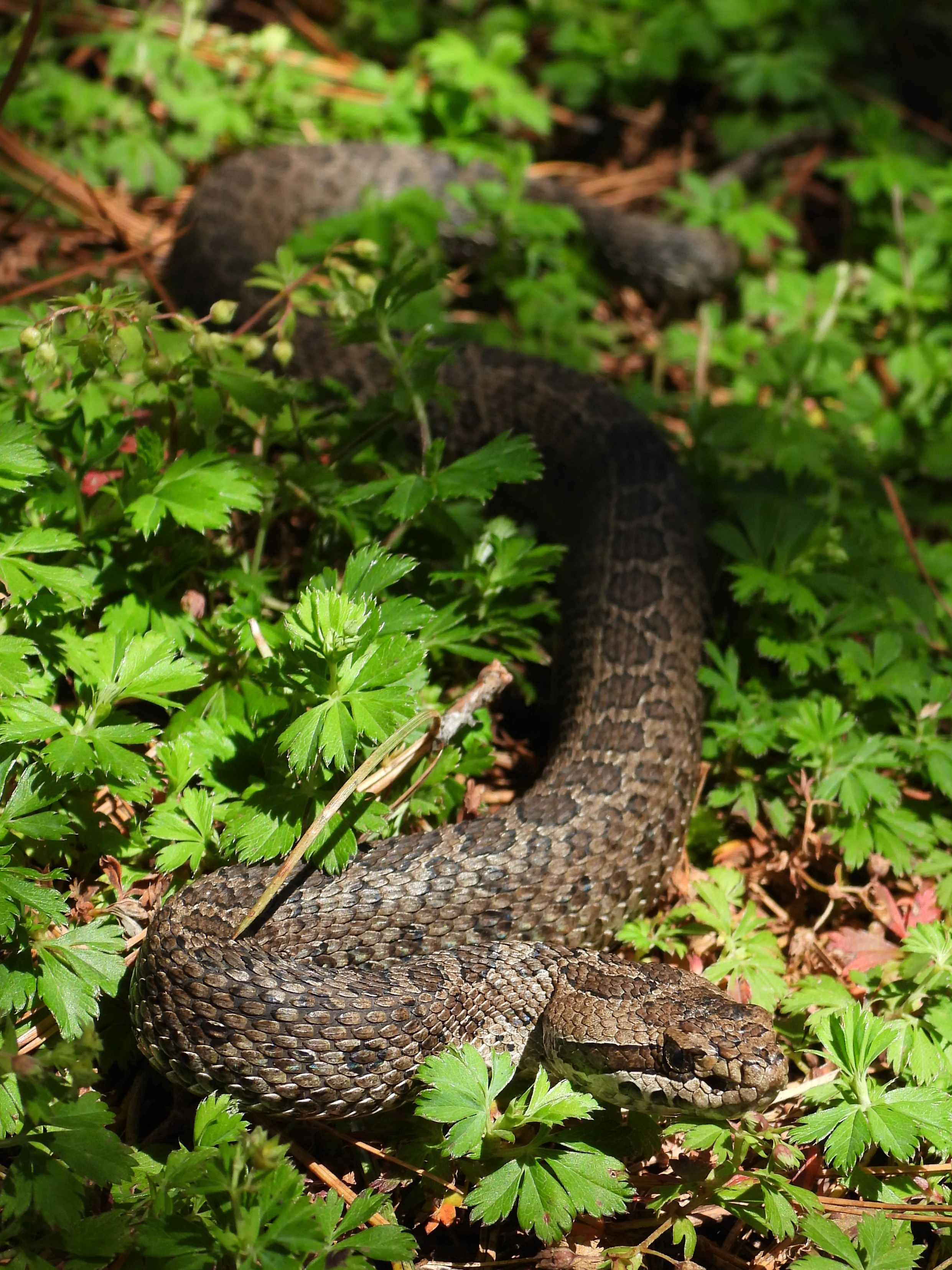 A brown rattlesnake with a patterned, camouflaging scale texture coiled in green, leafy ground vegetation.