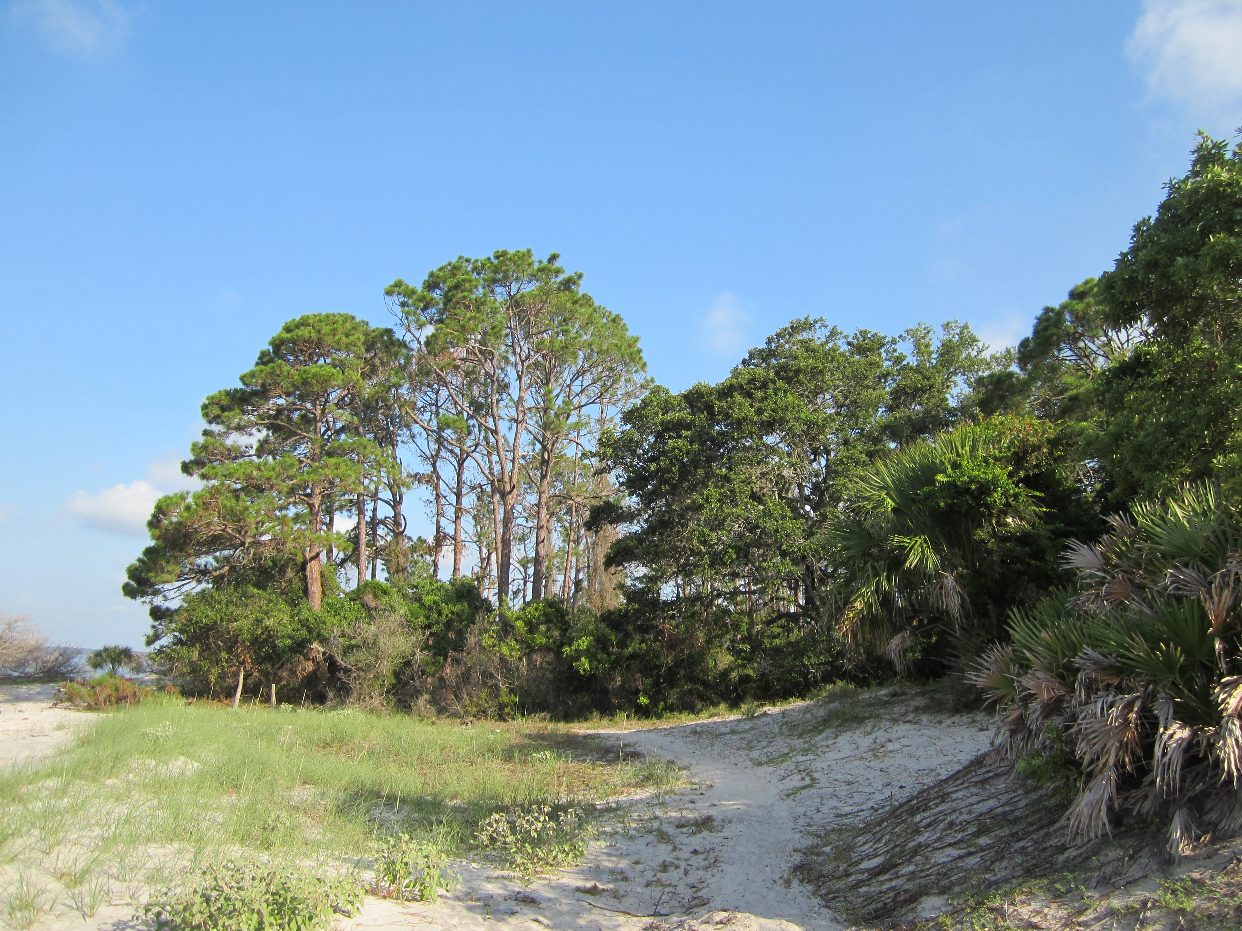 A narrow, sandy trail leads through a forest edge with tall pine trees and palmetto plants on a sunny day.