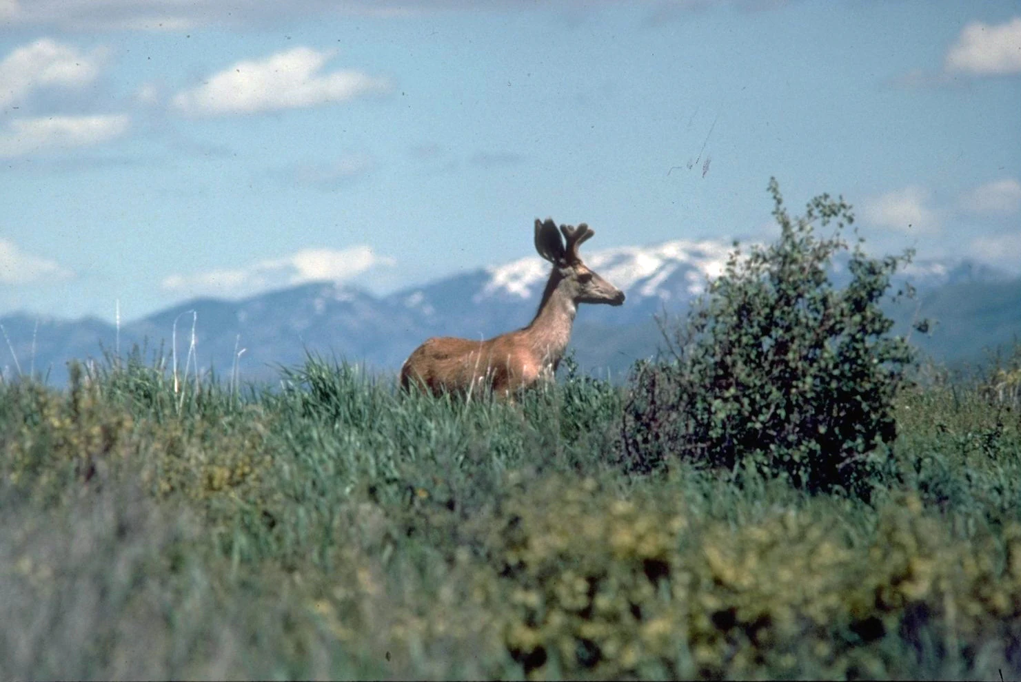 A mule deer standing in tall grasses with snow-capped mountains in the distant background.