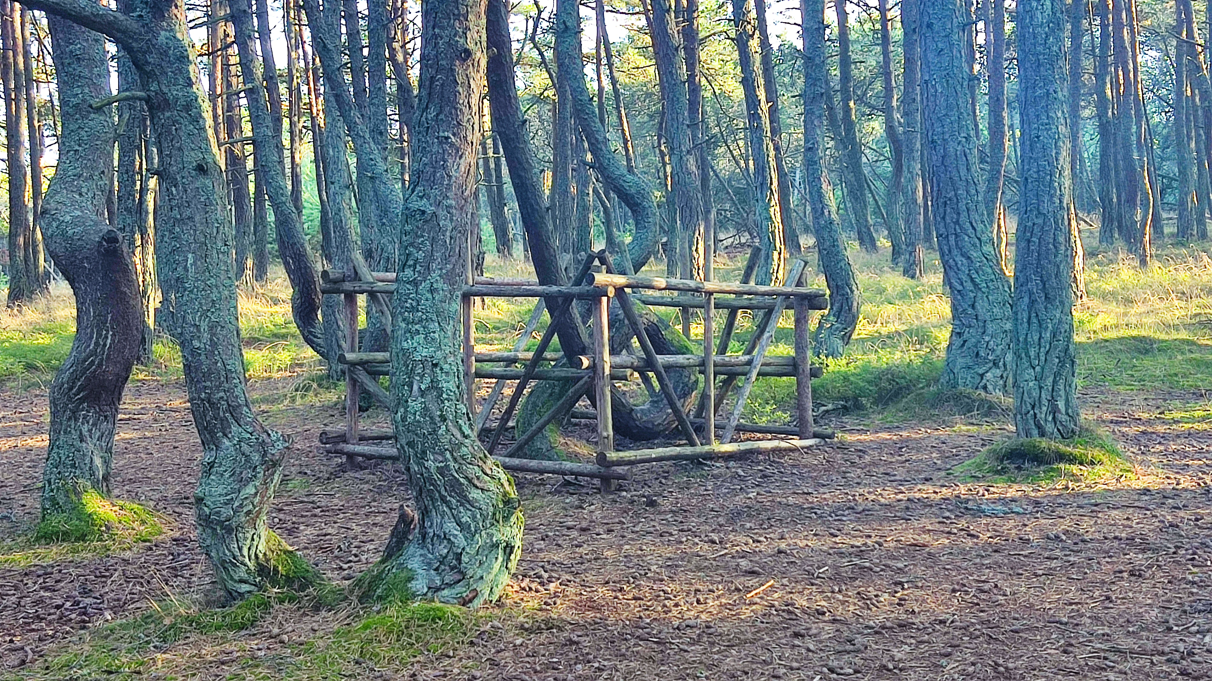 A forest scene showing several pine trees with twisted, curved trunks surrounded by a low wooden fence on a forest floor covered in pine needles and moss.