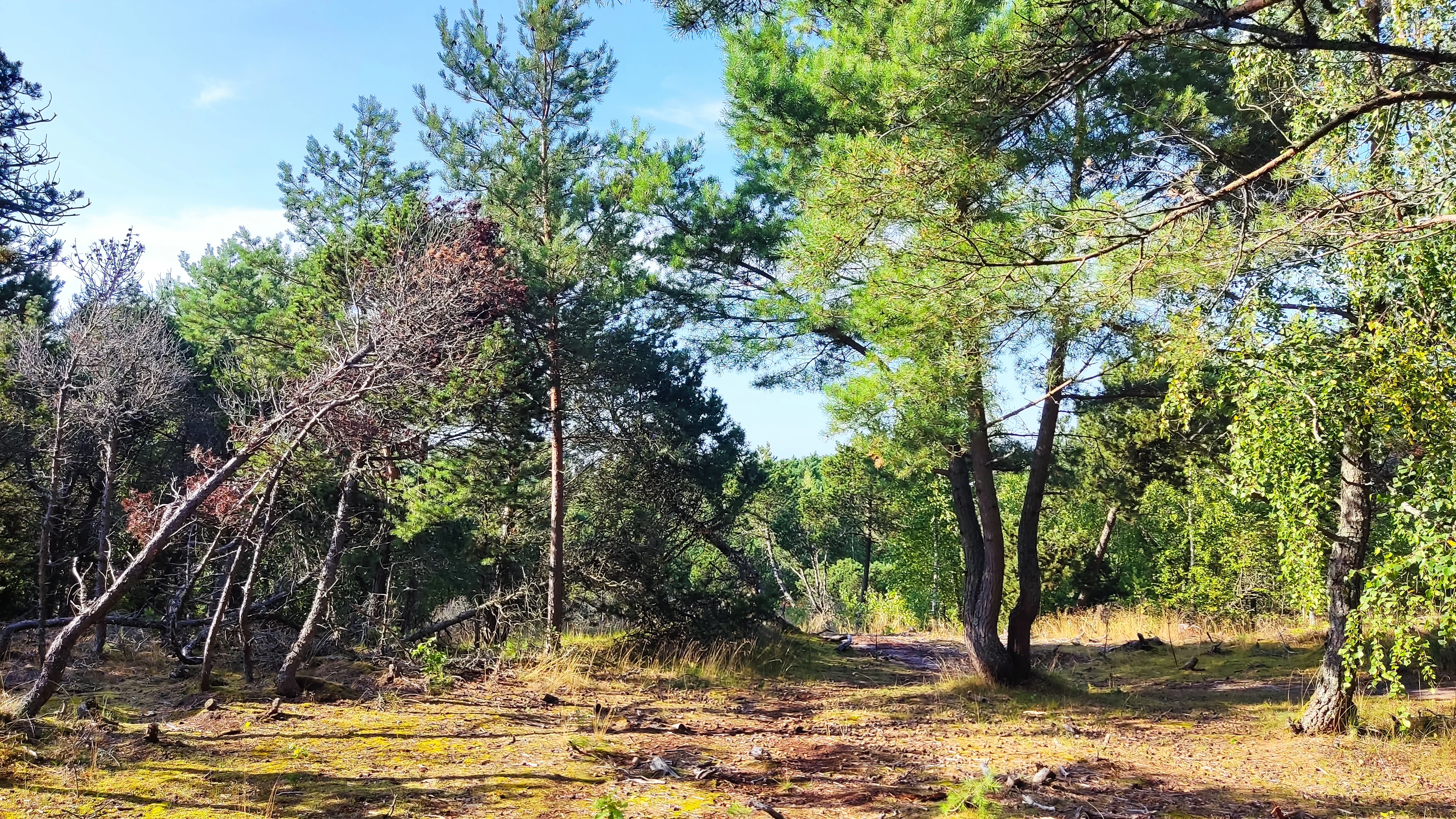 A forest scene showing a mix of green pine trees and dead, leaning trees with brown needles, set against a blue sky with a mossy ground cover.