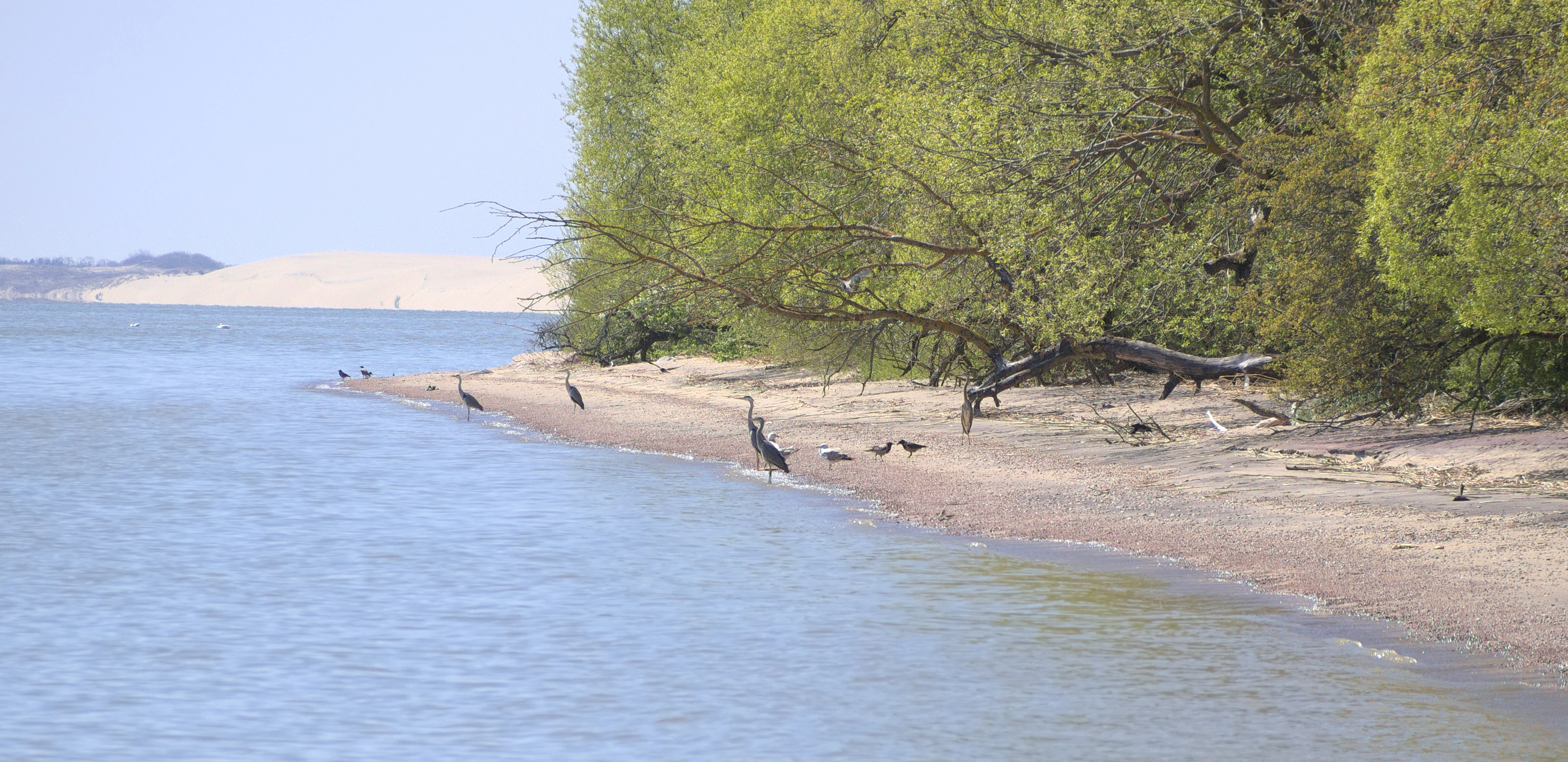 A landscape photo of a coastline with water on the left, a sandy beach with several dark birds standing on the shore, green trees on the right, and a large sand dune visible in the background under a clear sky.