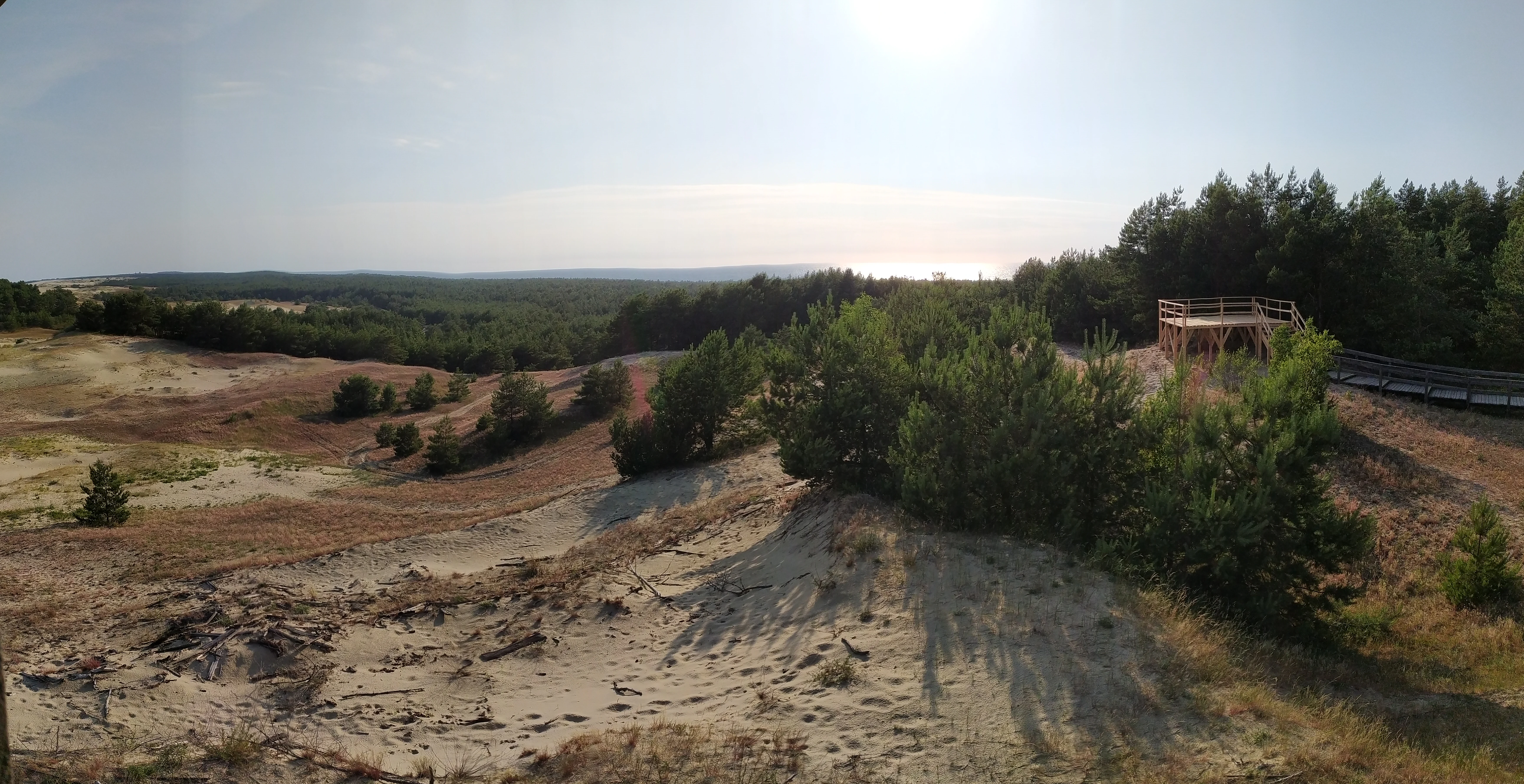 A wide panoramic photograph of a sandy dune landscape with green bushes and trees, a wooden viewing platform on the right, and a forest in the distance under a bright sun.
