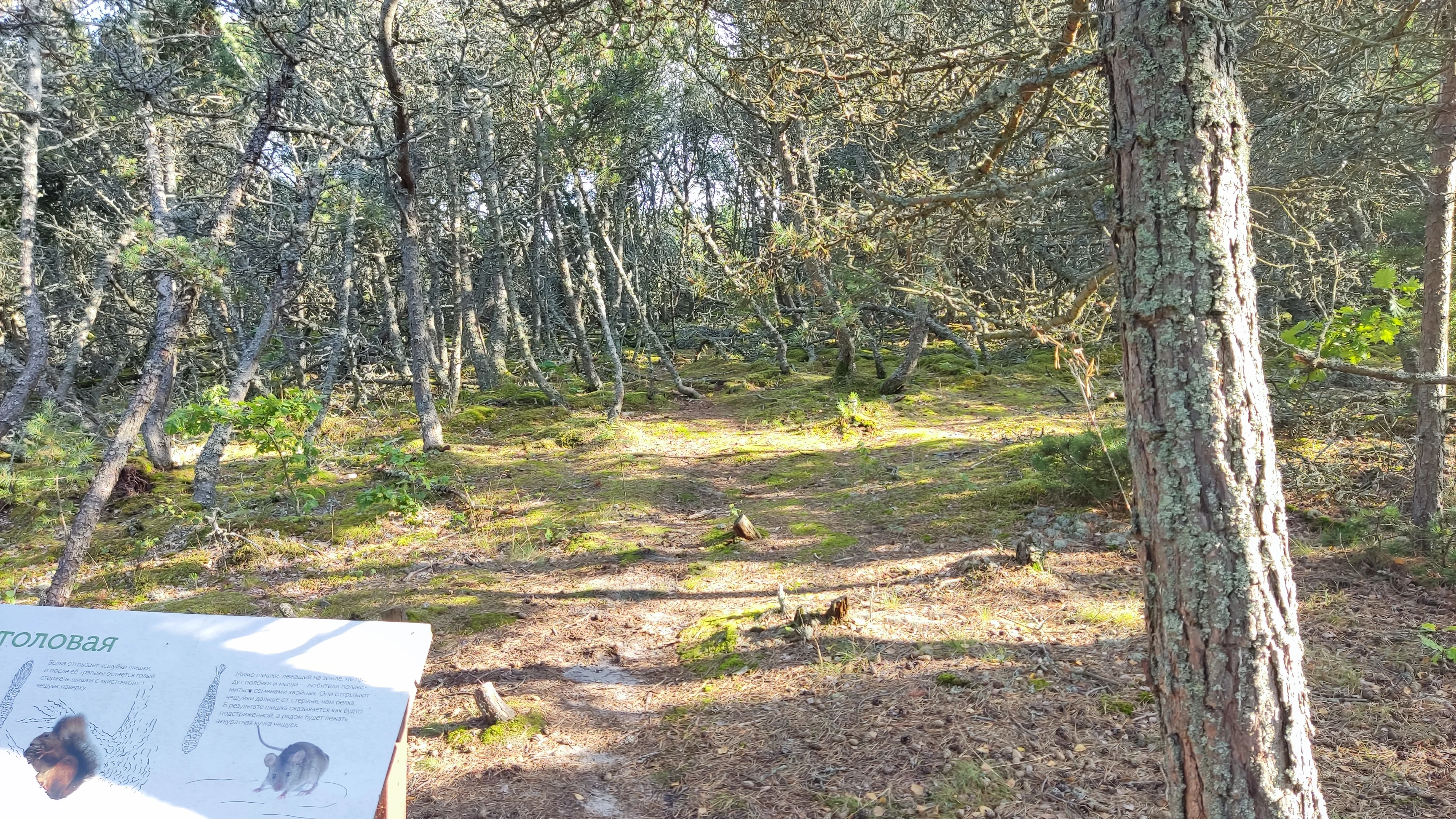 A forest scene with pine trees and a grassy clearing, with an informational sign visible in the bottom left corner.