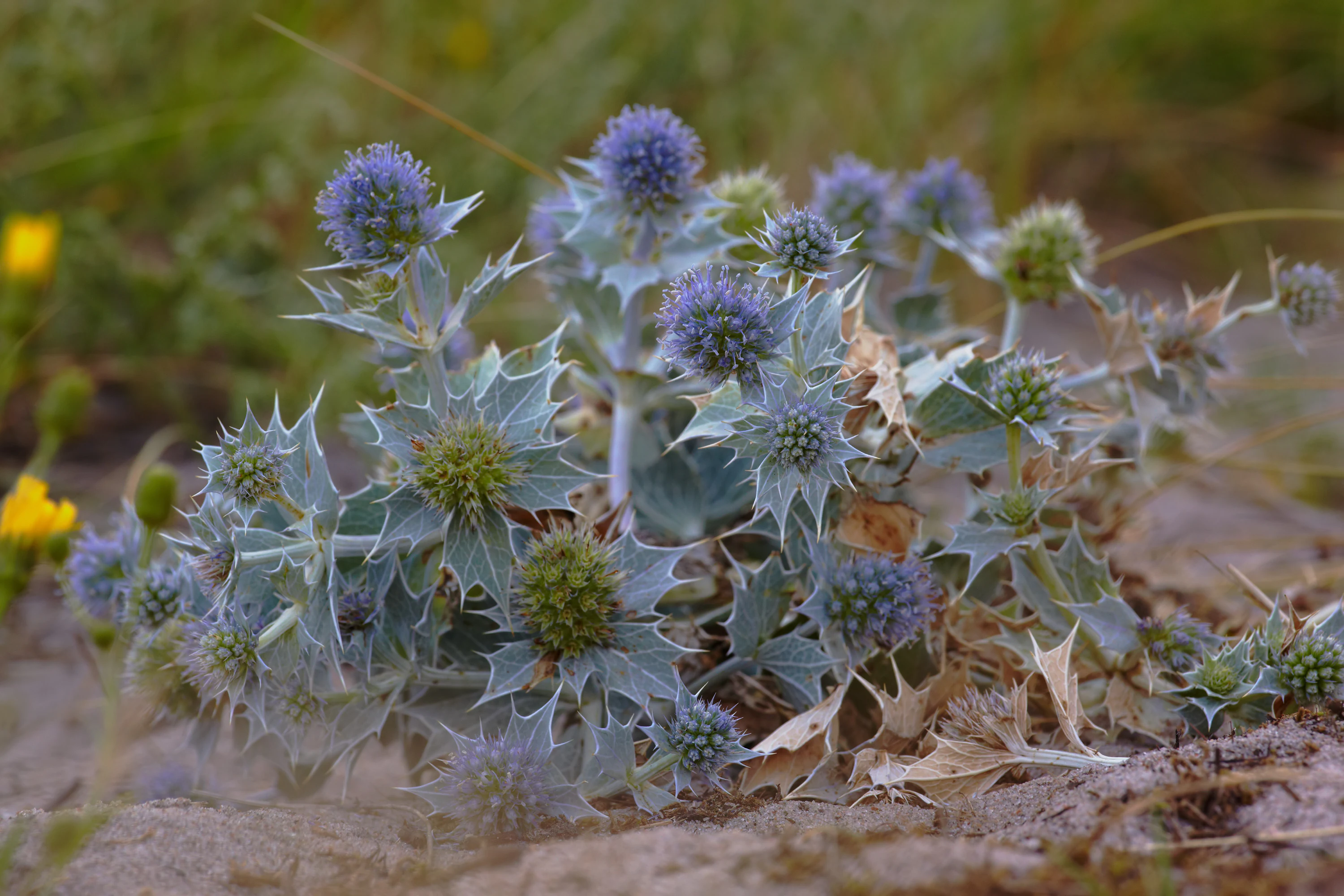 Sea Holly plant with blue-purple spiky flower heads and spiky blue-green leaves on sandy ground